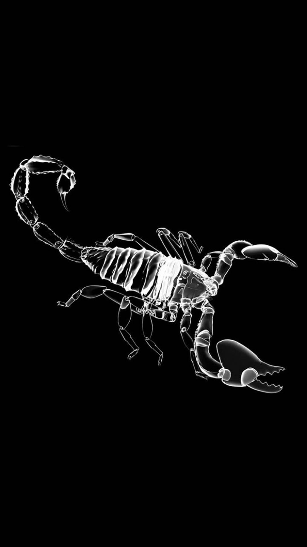 Scorpion Black And White Art Background