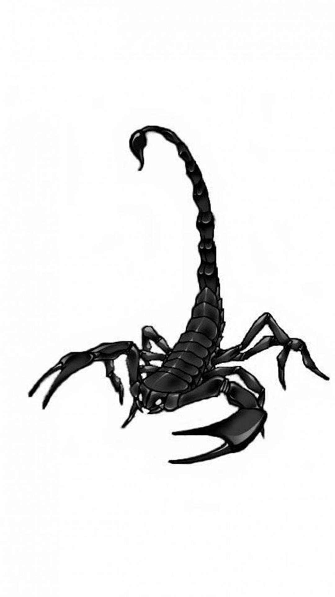 Scorpion Black Extending Tail Plain White