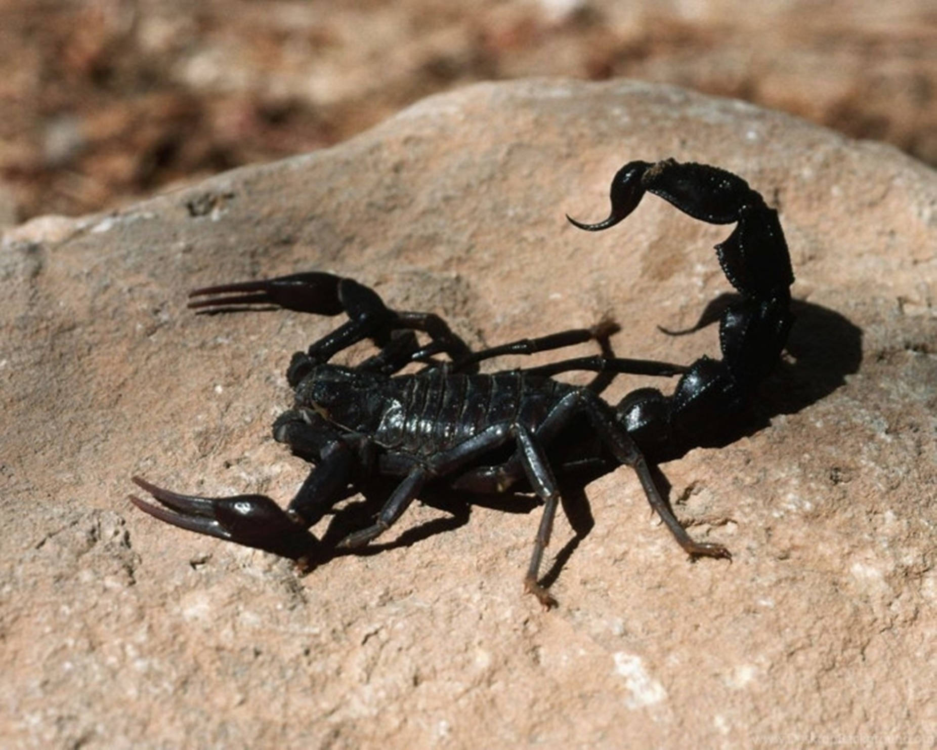 Scorpion Black On Brown Rock Background