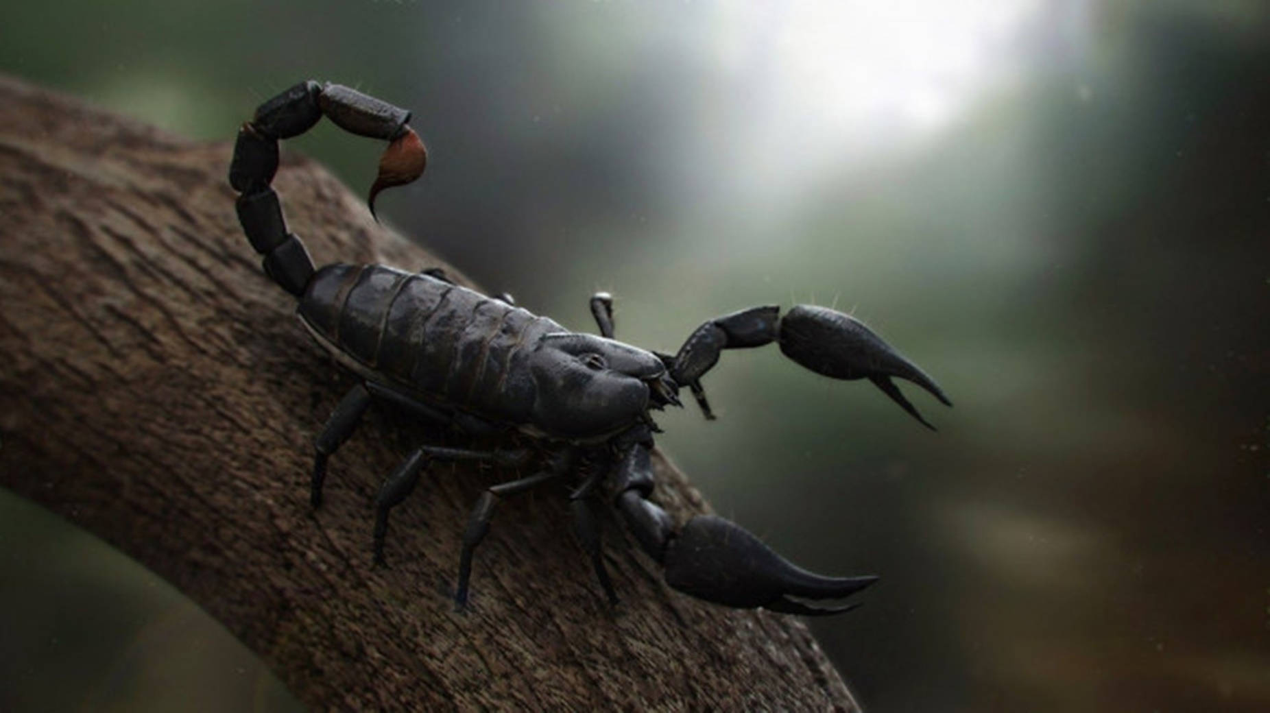 Scorpion Black On Tree Branch Background