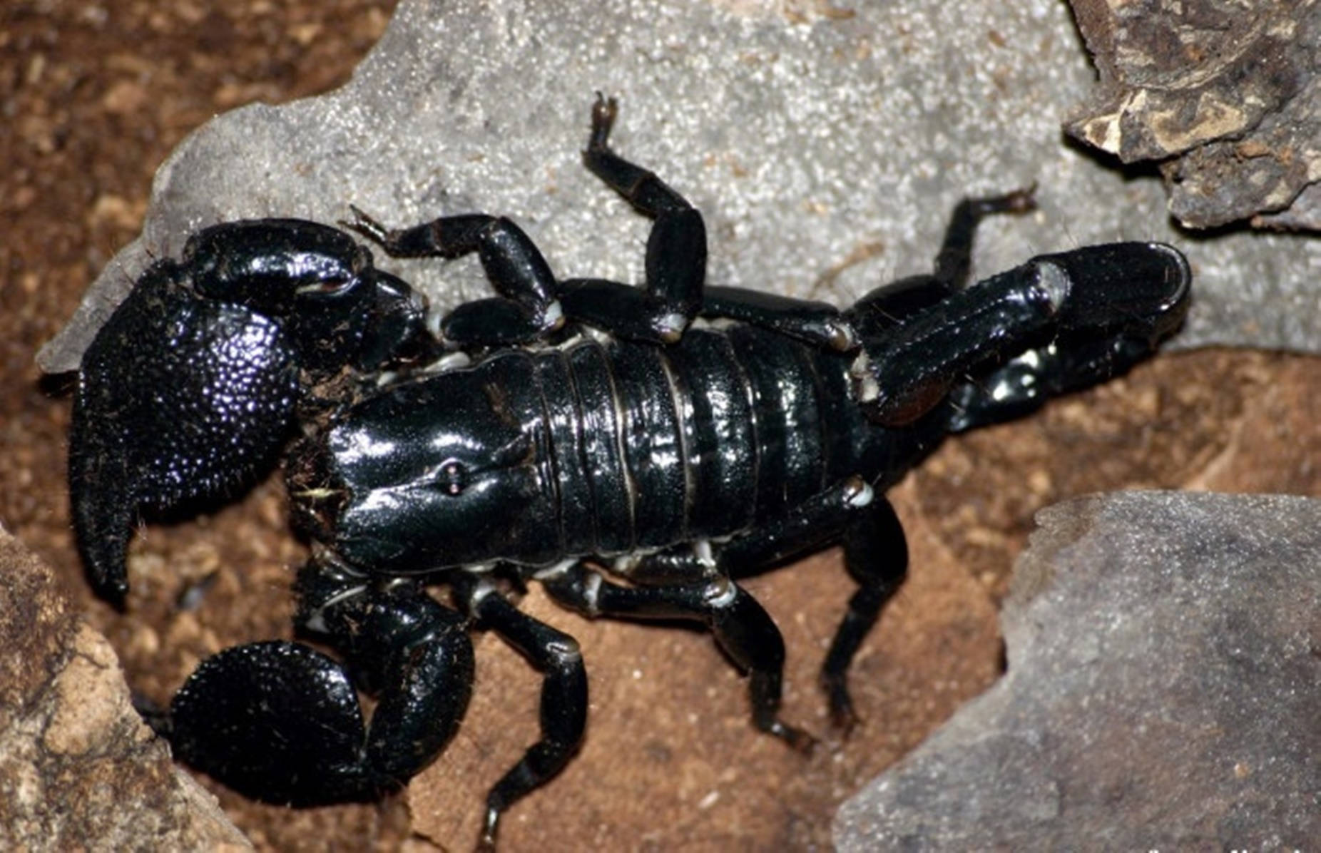 Scorpion Giant Black On Rock Background