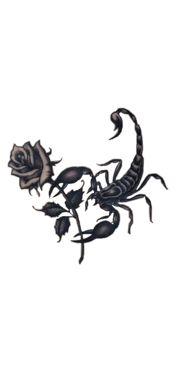 Scorpion Holding Rose Black And White Background