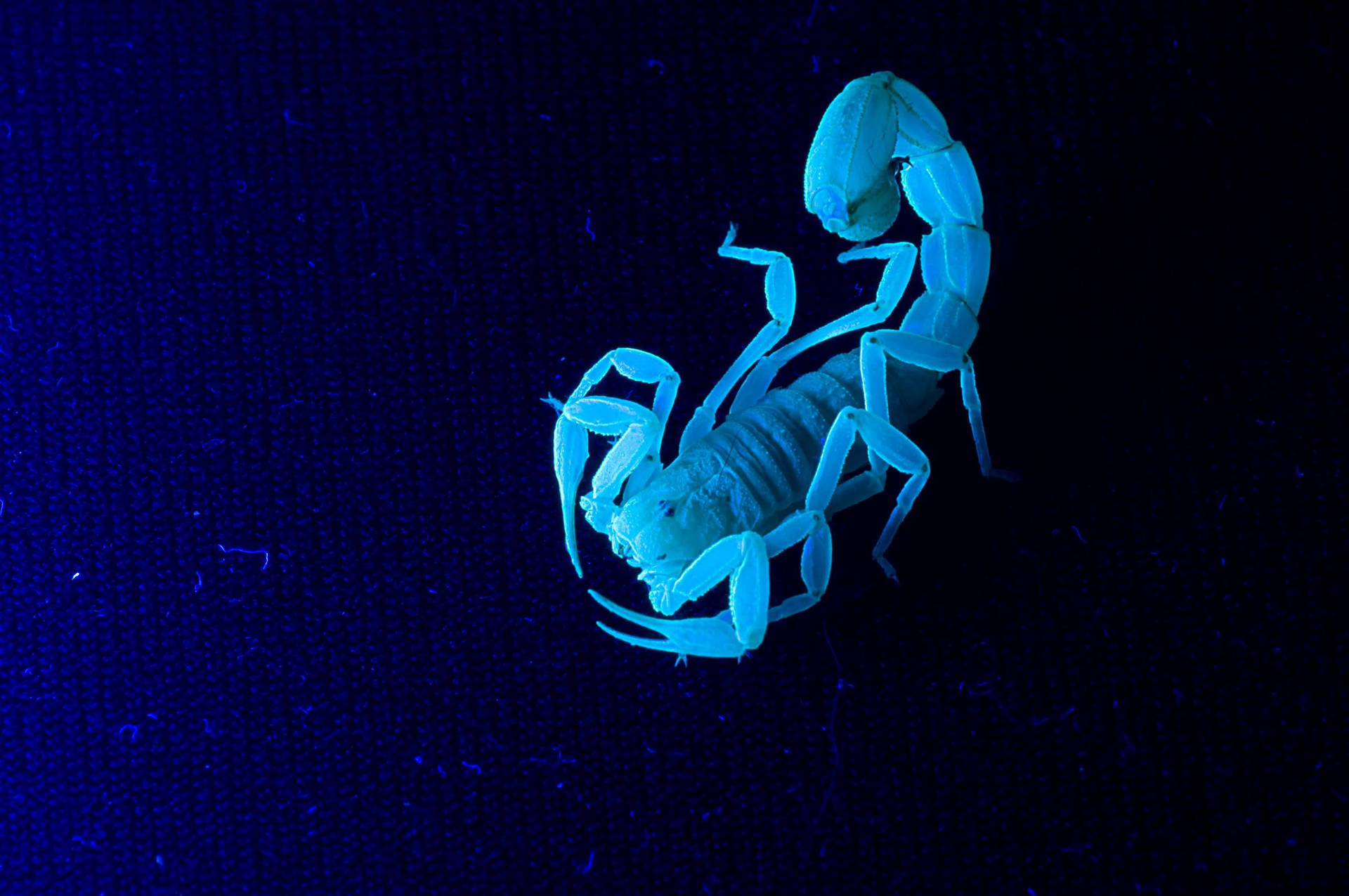 Scorpion Neon Blue Aesthetic Background