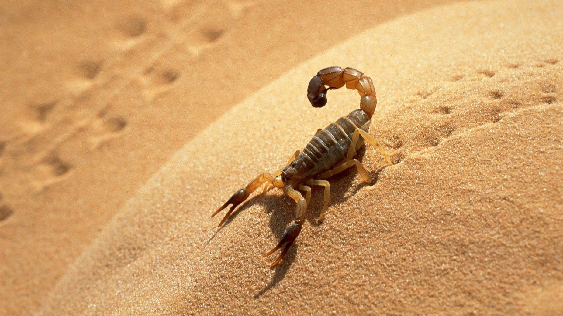 Scorpion Walking On Desert Sand