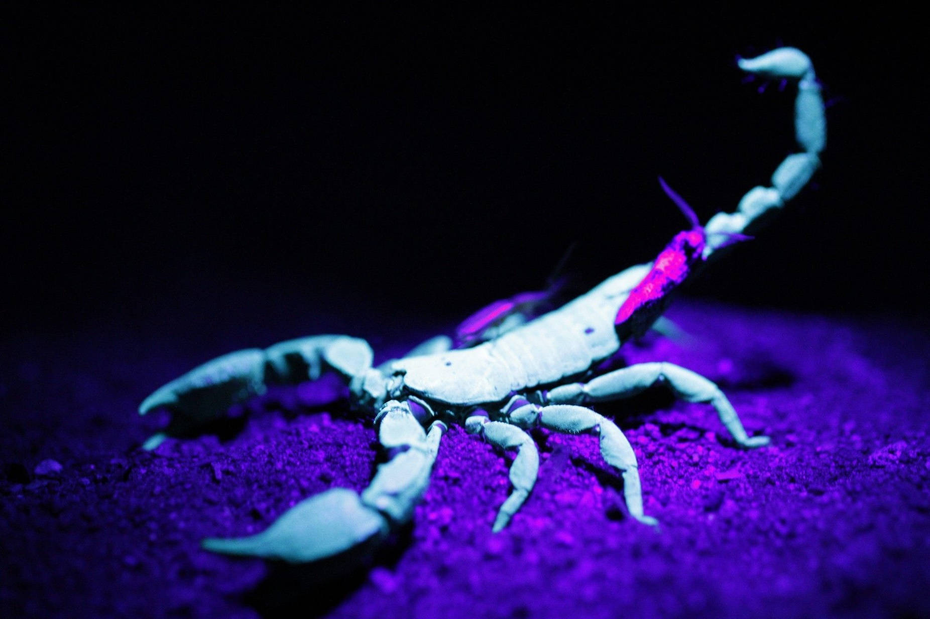 Scorpion White Purple Aesthetic