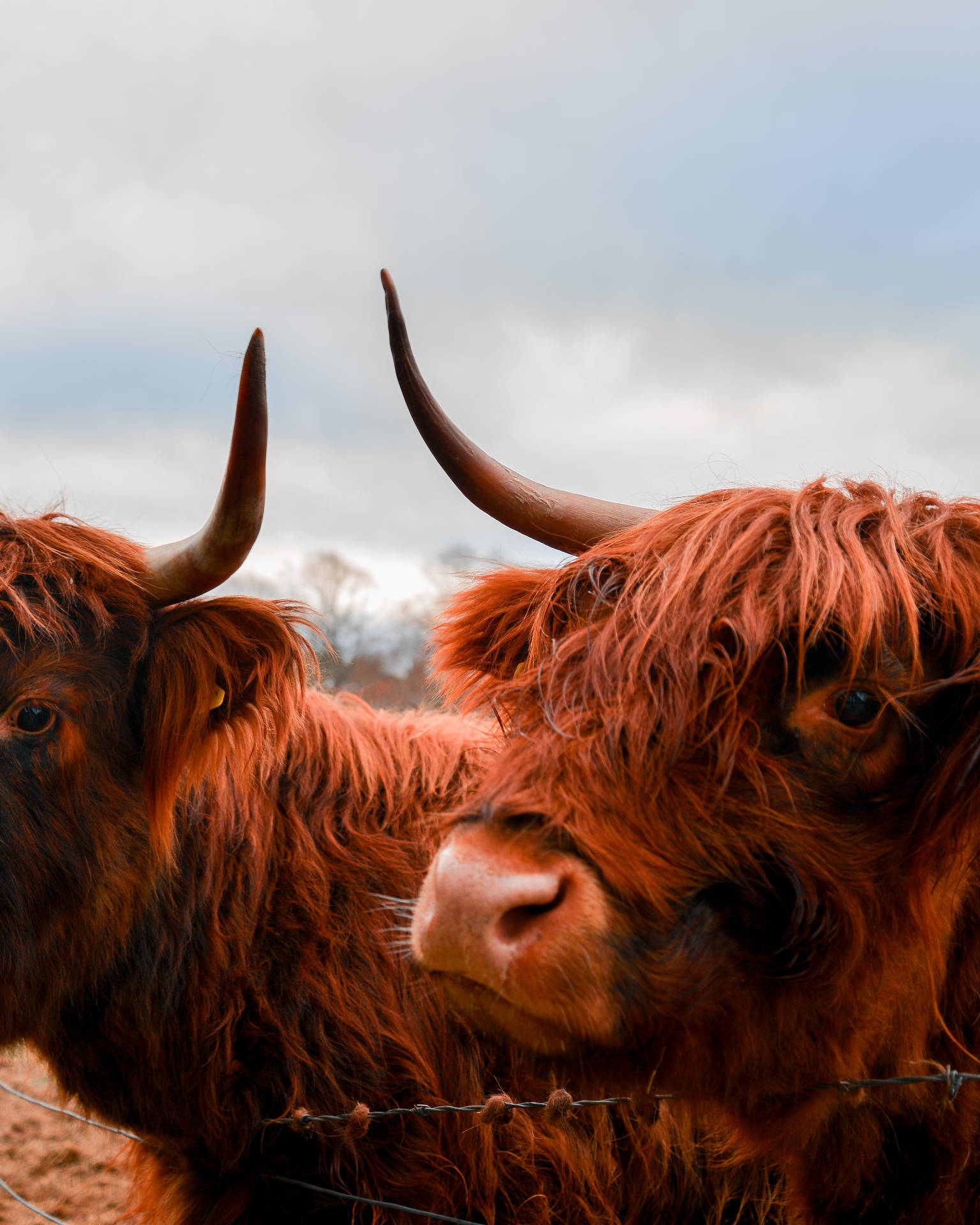Scotland Maroon Cows Background