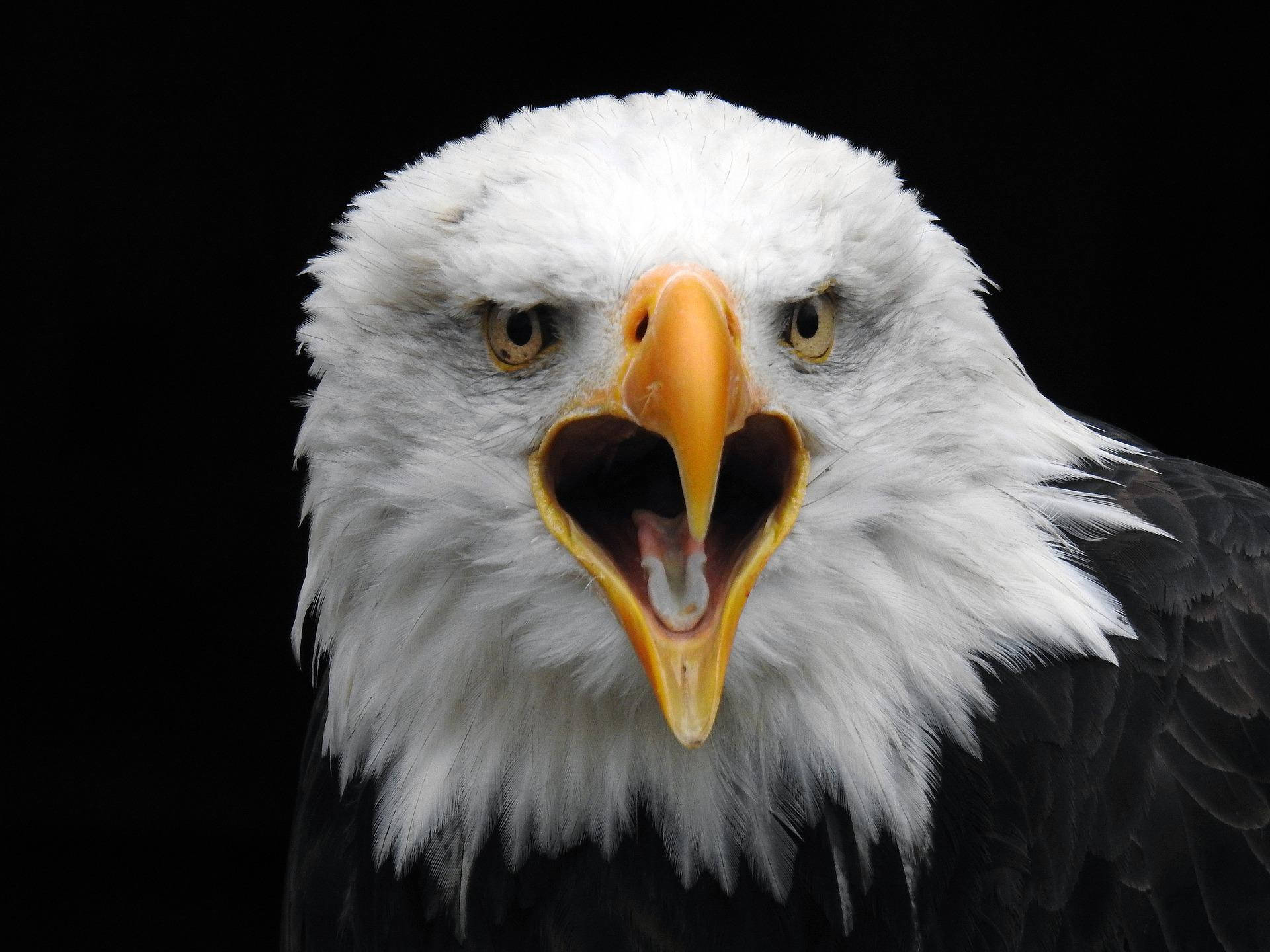 Screaming Bald Aguila Bird Background