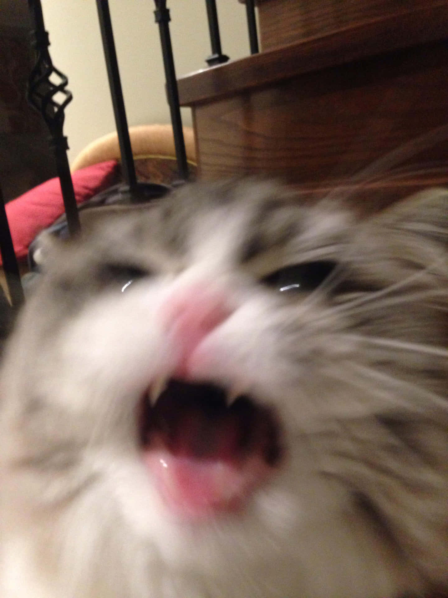 Screaming Cute Cat Pfp Background