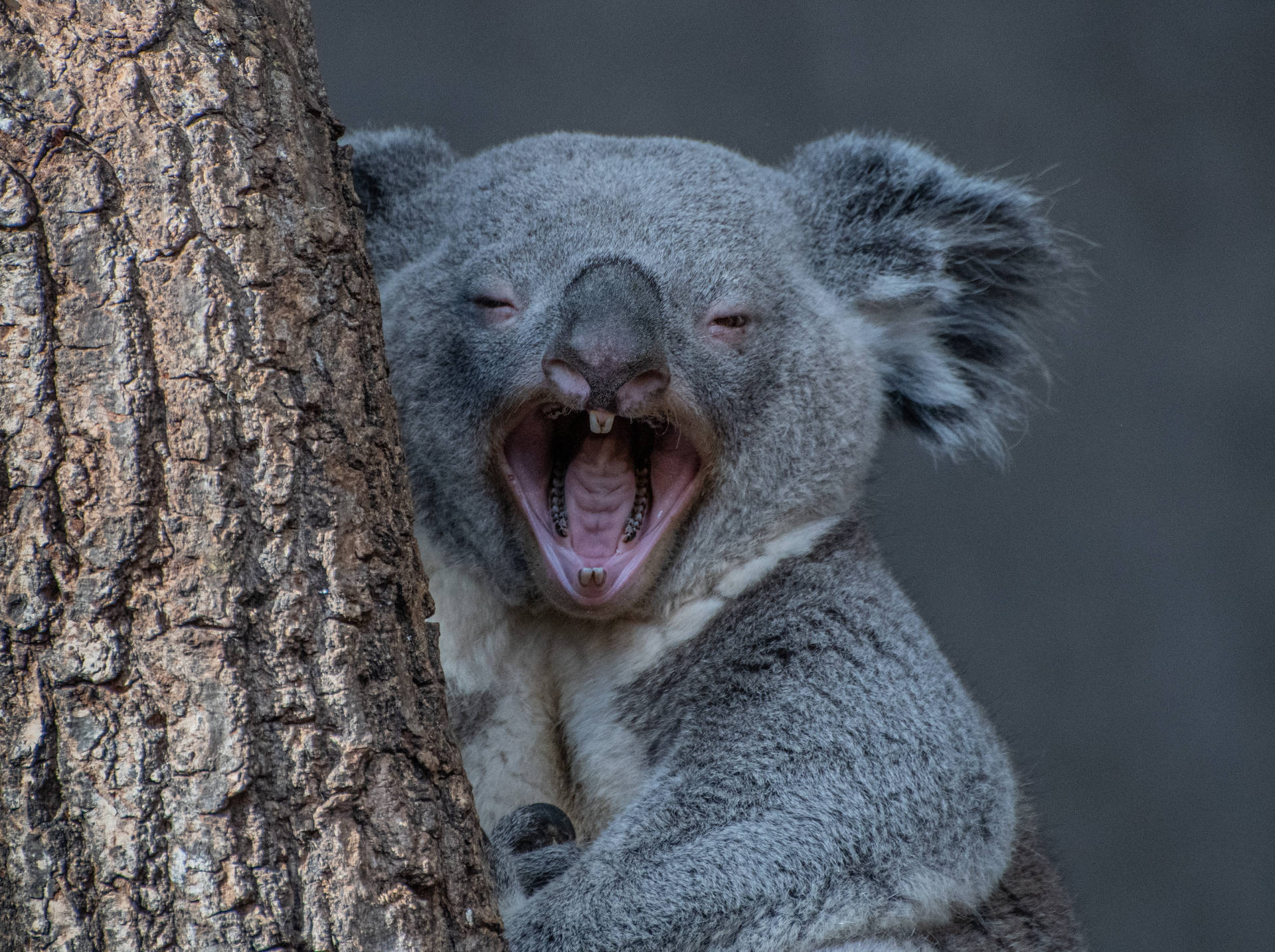 Screaming Koala Bear Background