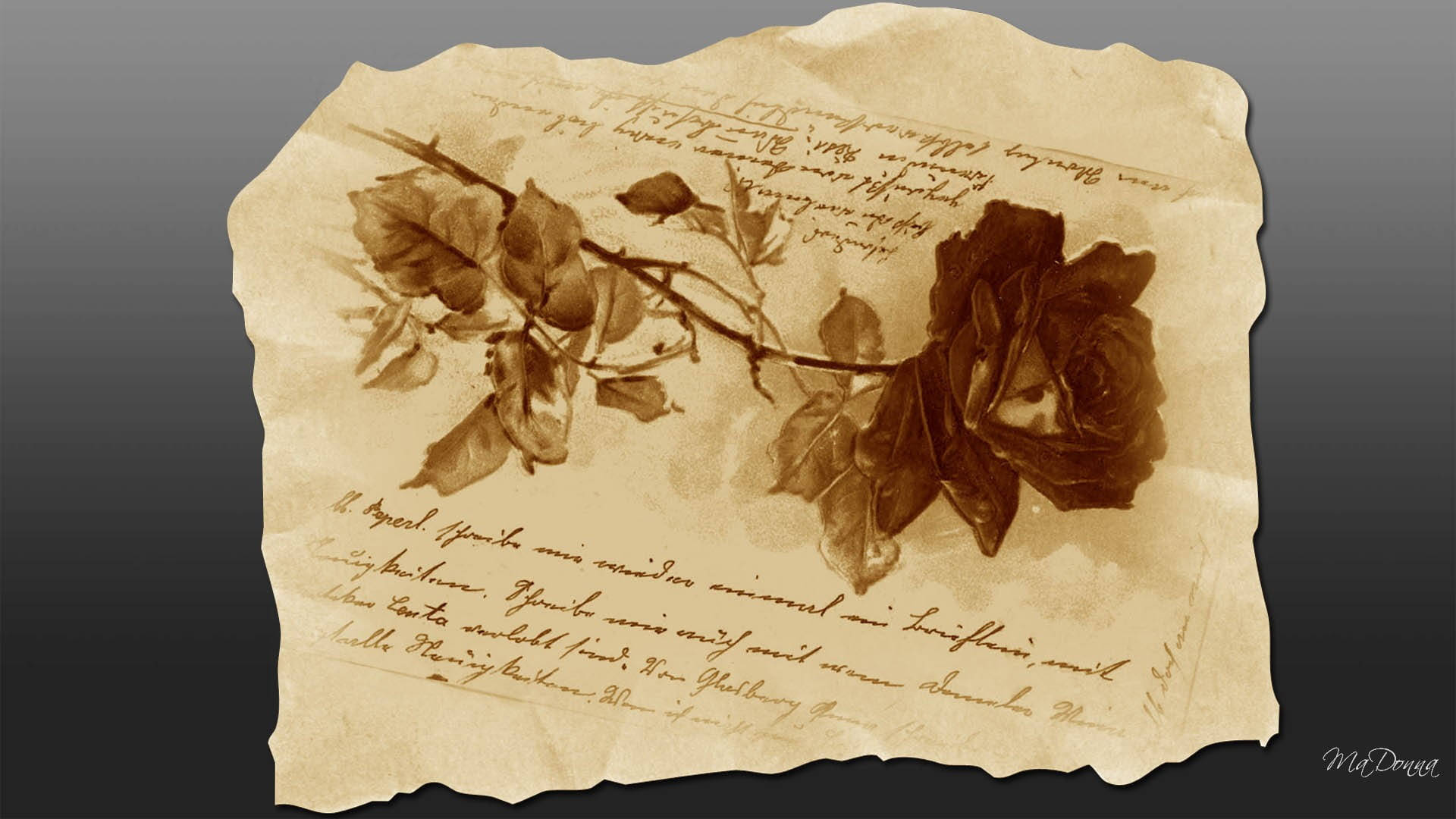 Script And Rose Illustration