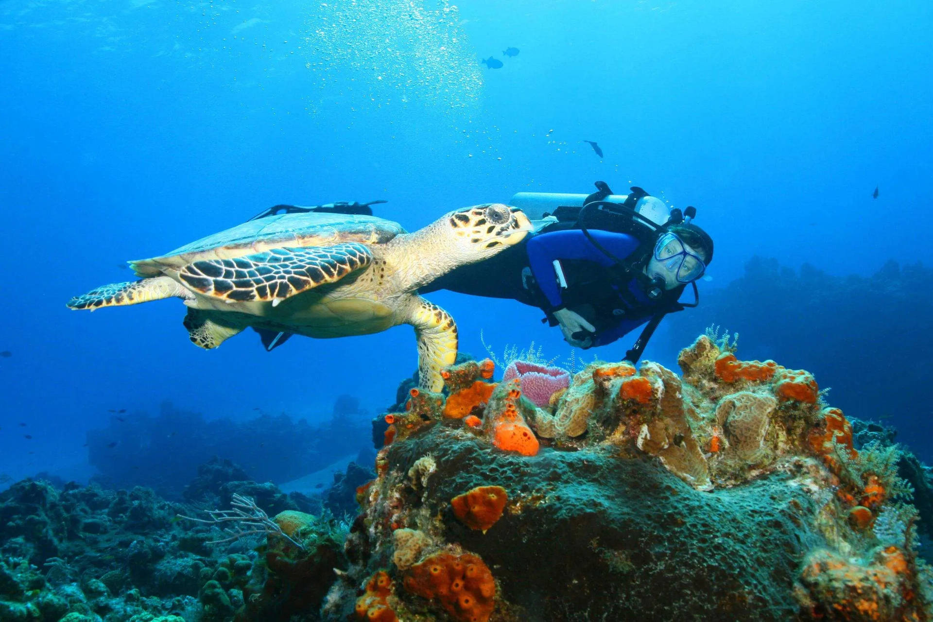 Scuba Diver Diving With Turtle