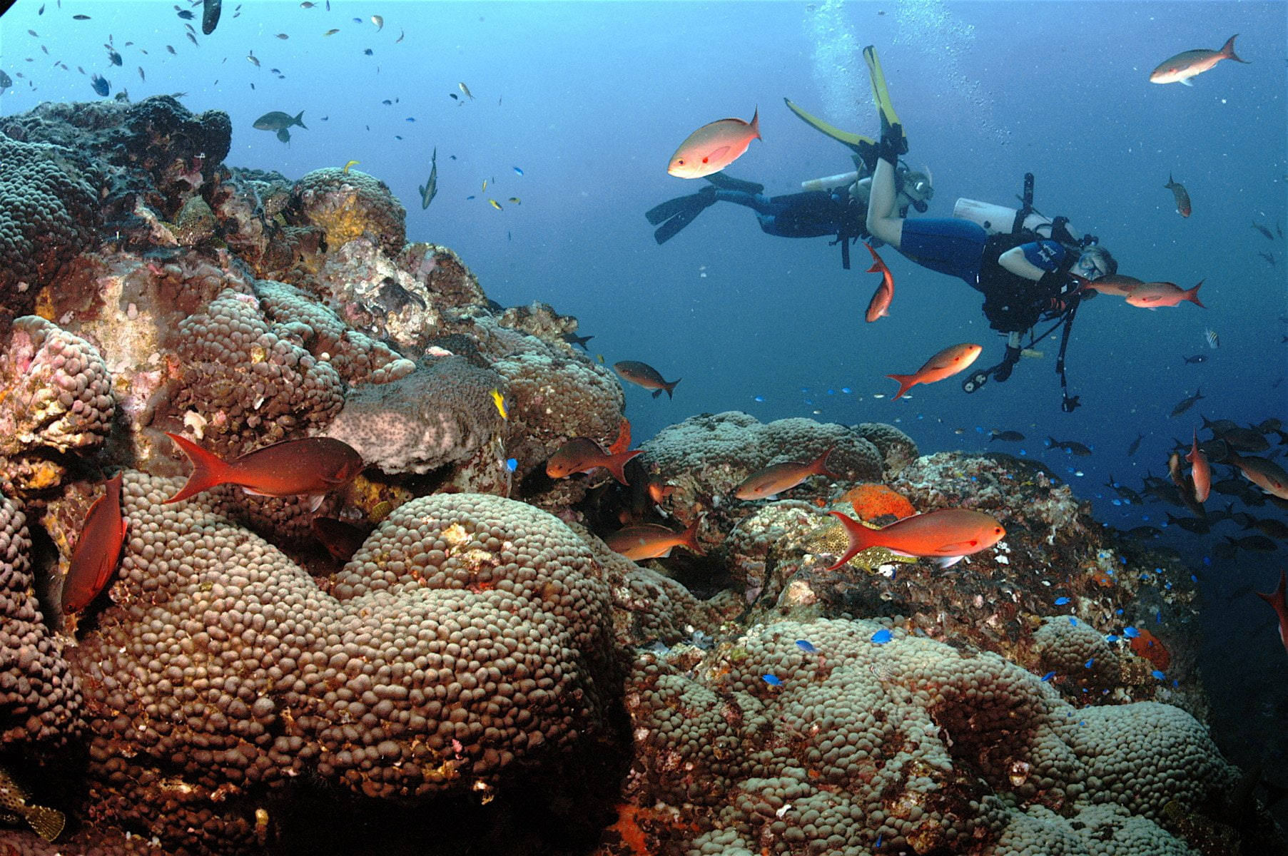 Scuba Diver Exploring Vibrant Marine Life Background