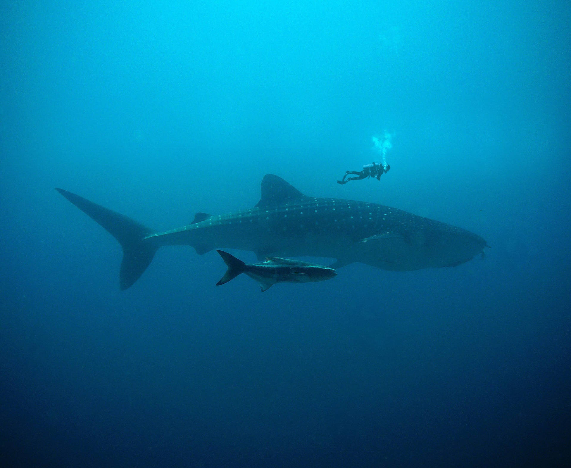 Scuba Diving Above Sharks Background