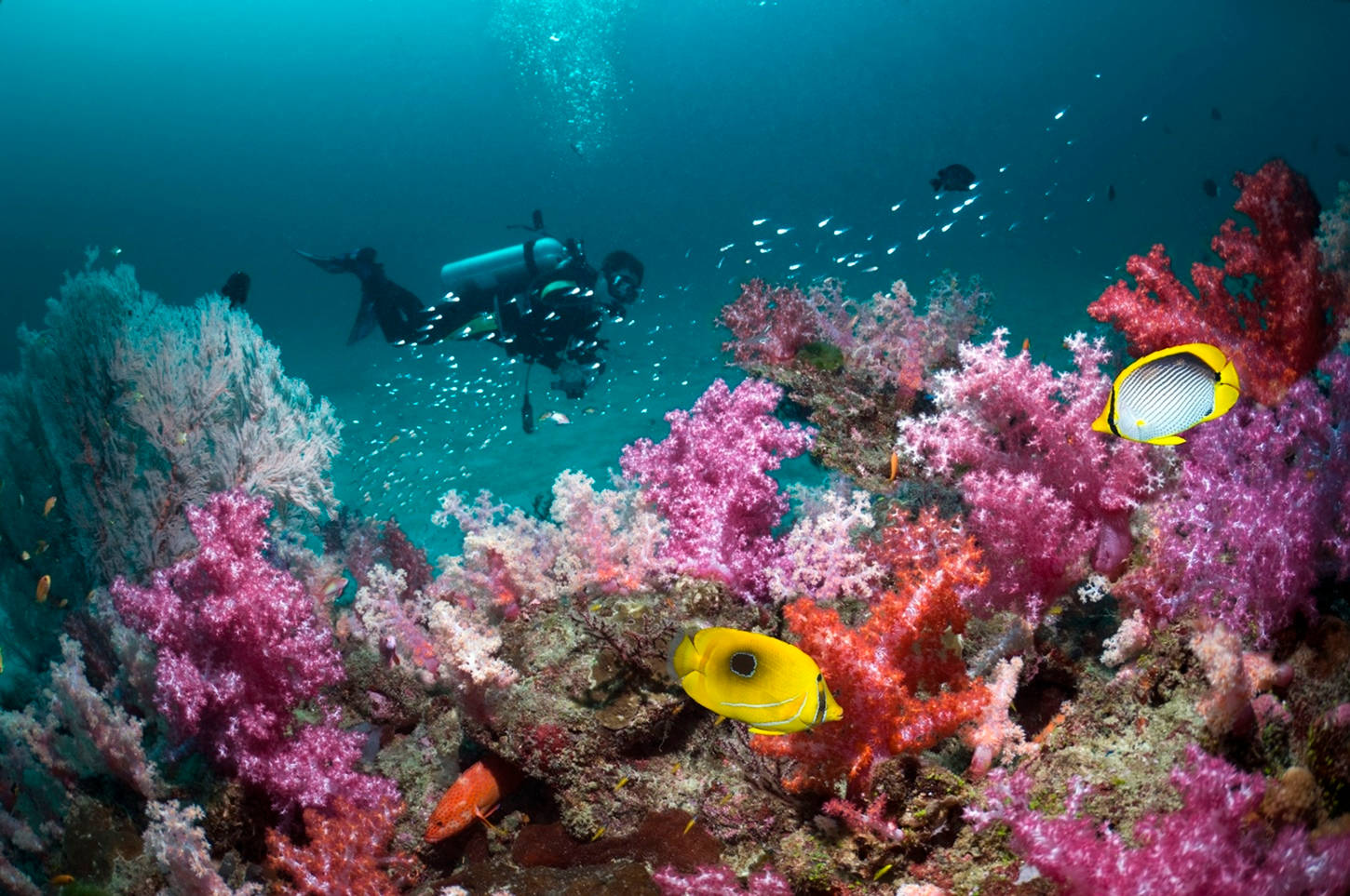 Scuba Diving Beautiful Coral Reefs