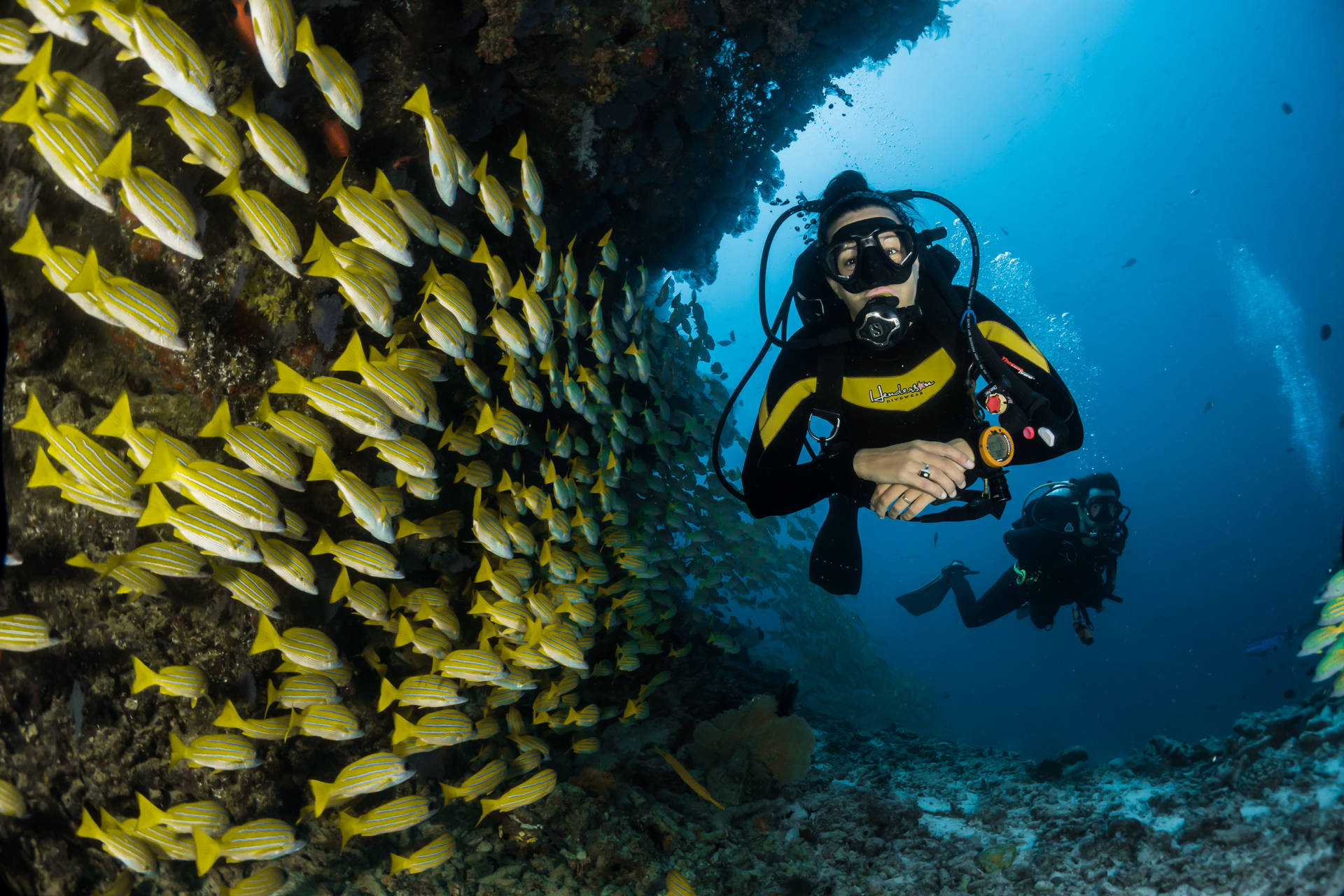 Scuba Diving Beside Yellowtail Fish Background
