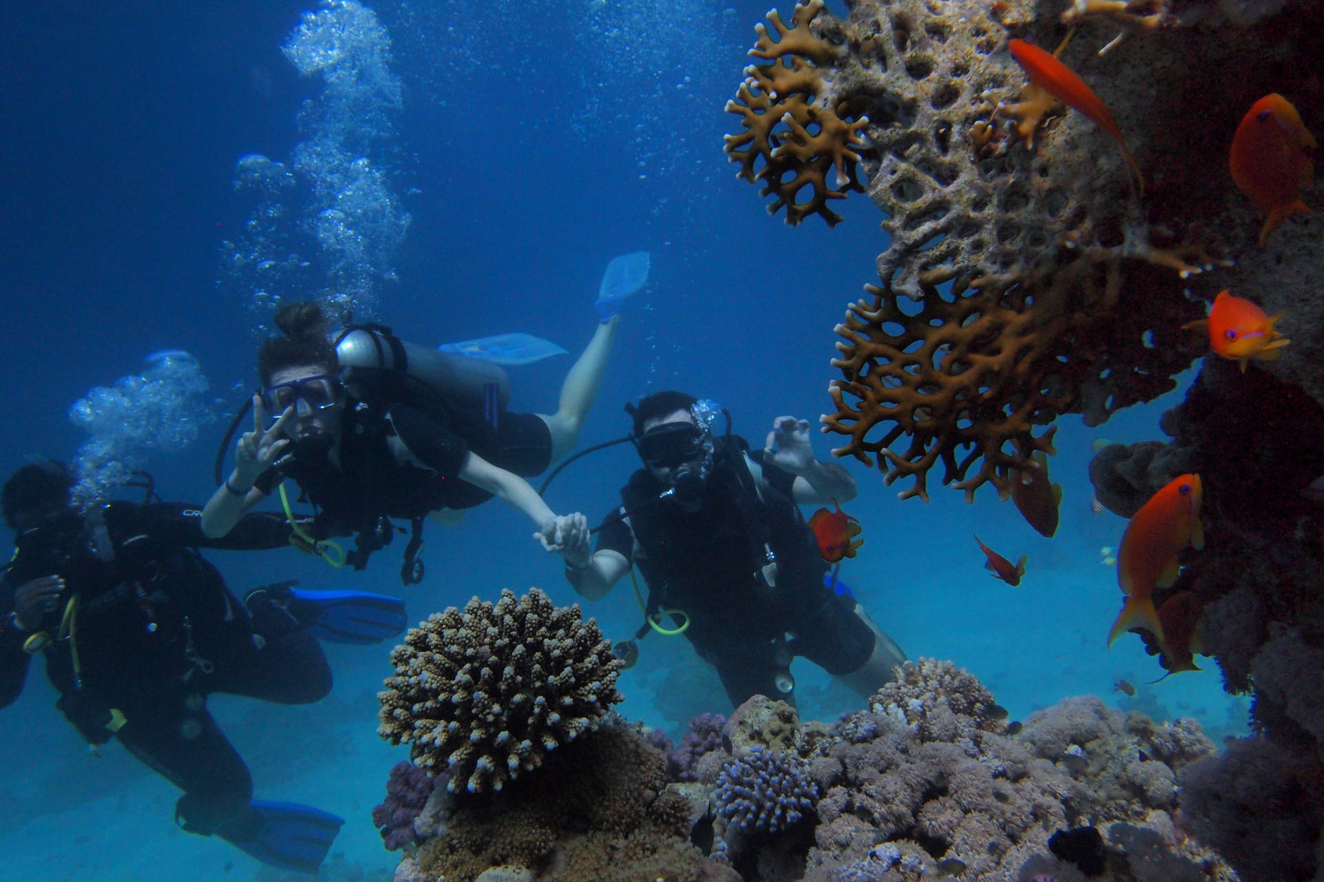 Scuba Diving Brown Coral Reef Background