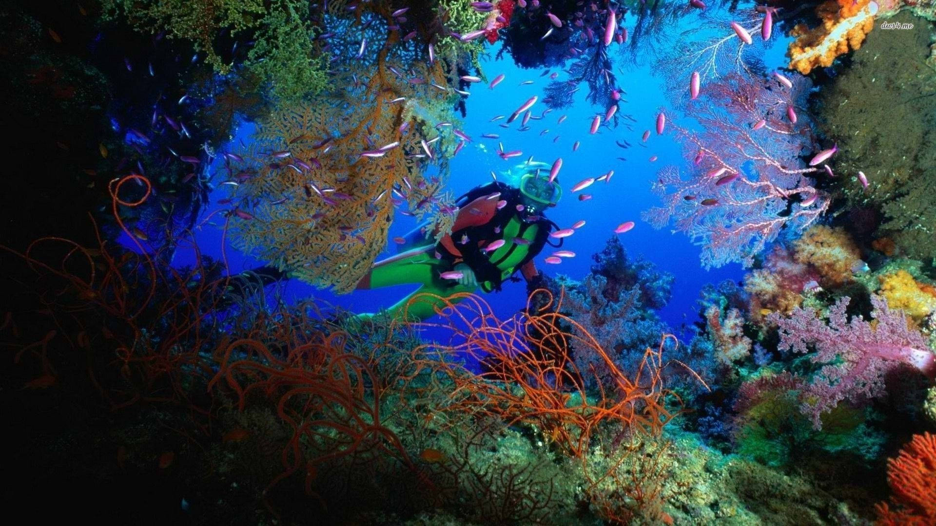 Scuba Diving Colorful Coral Reefs In Australia Background