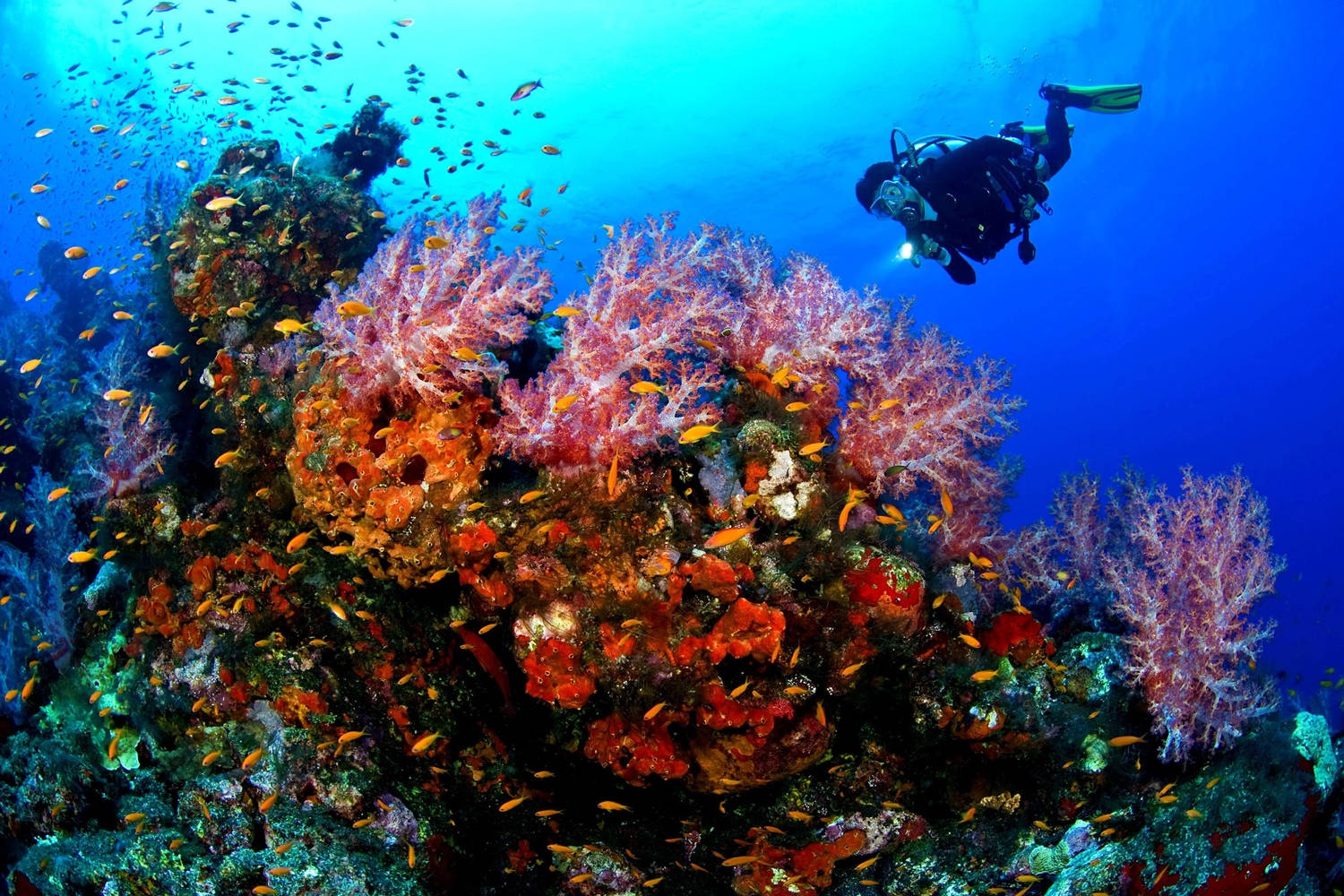 Scuba Diving Colorful Coral Reefs Background