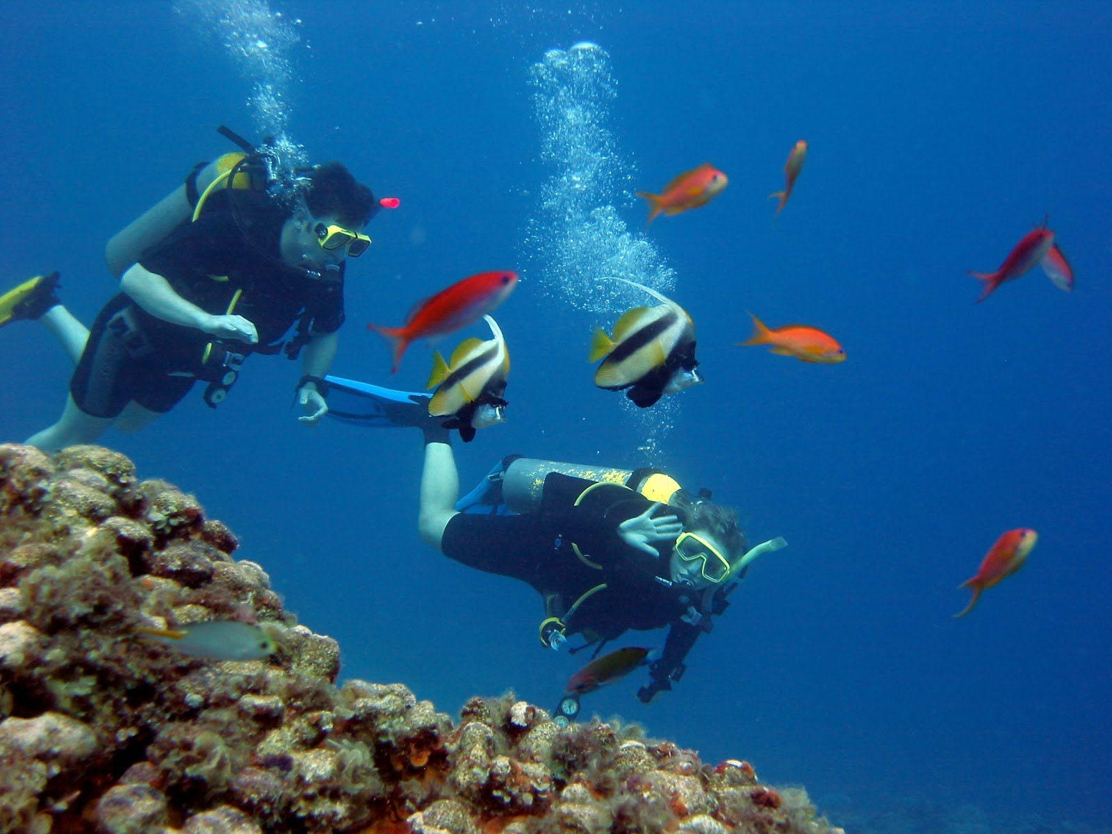Scuba Diving Coral Reef Fish Background