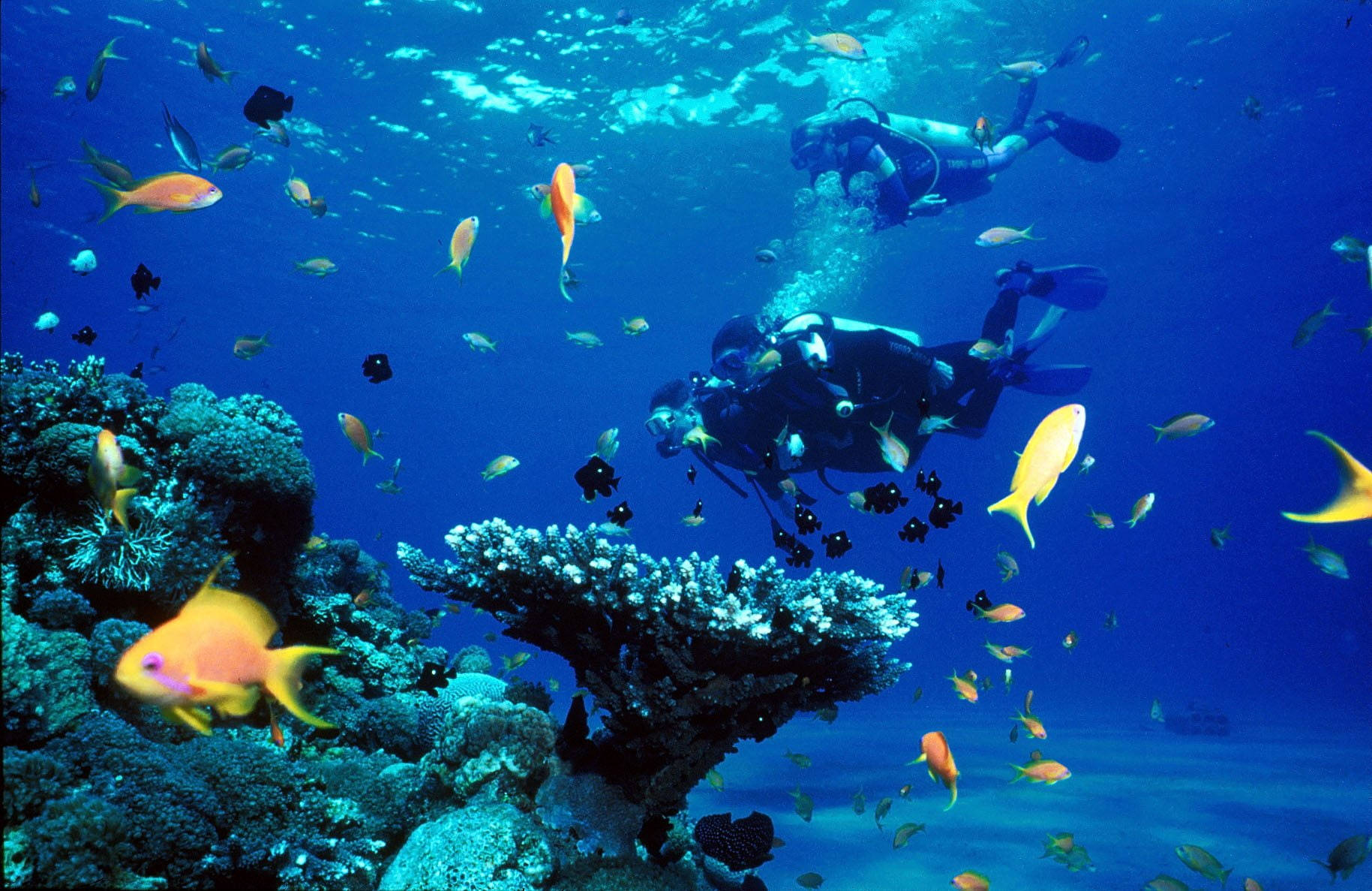 Scuba Diving Coral Reefs And Fish Background
