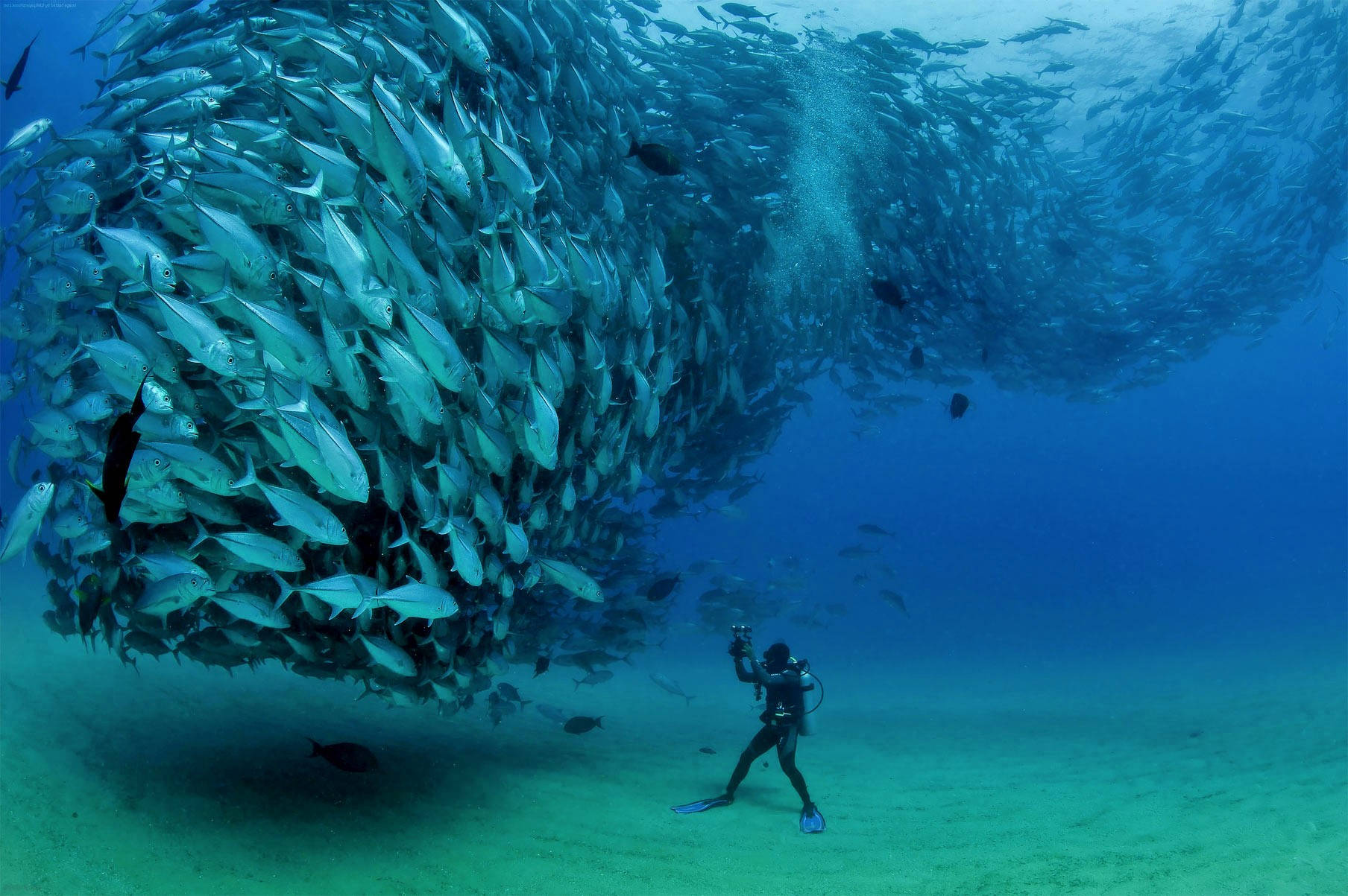 Scuba Diving Diver Facing School Of Tuna Fish Background