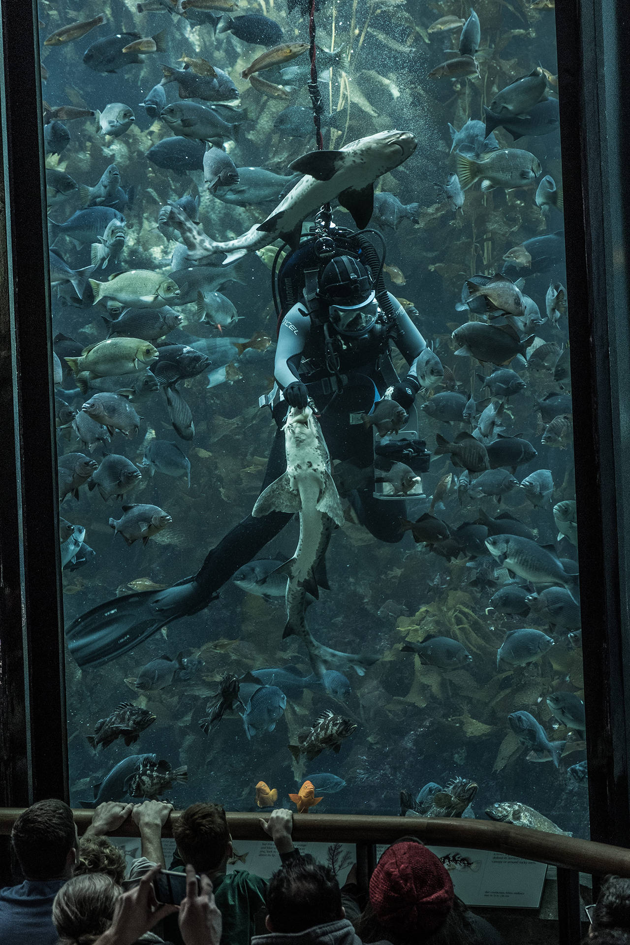 Scuba Diving Inside Aquarium Tank Background