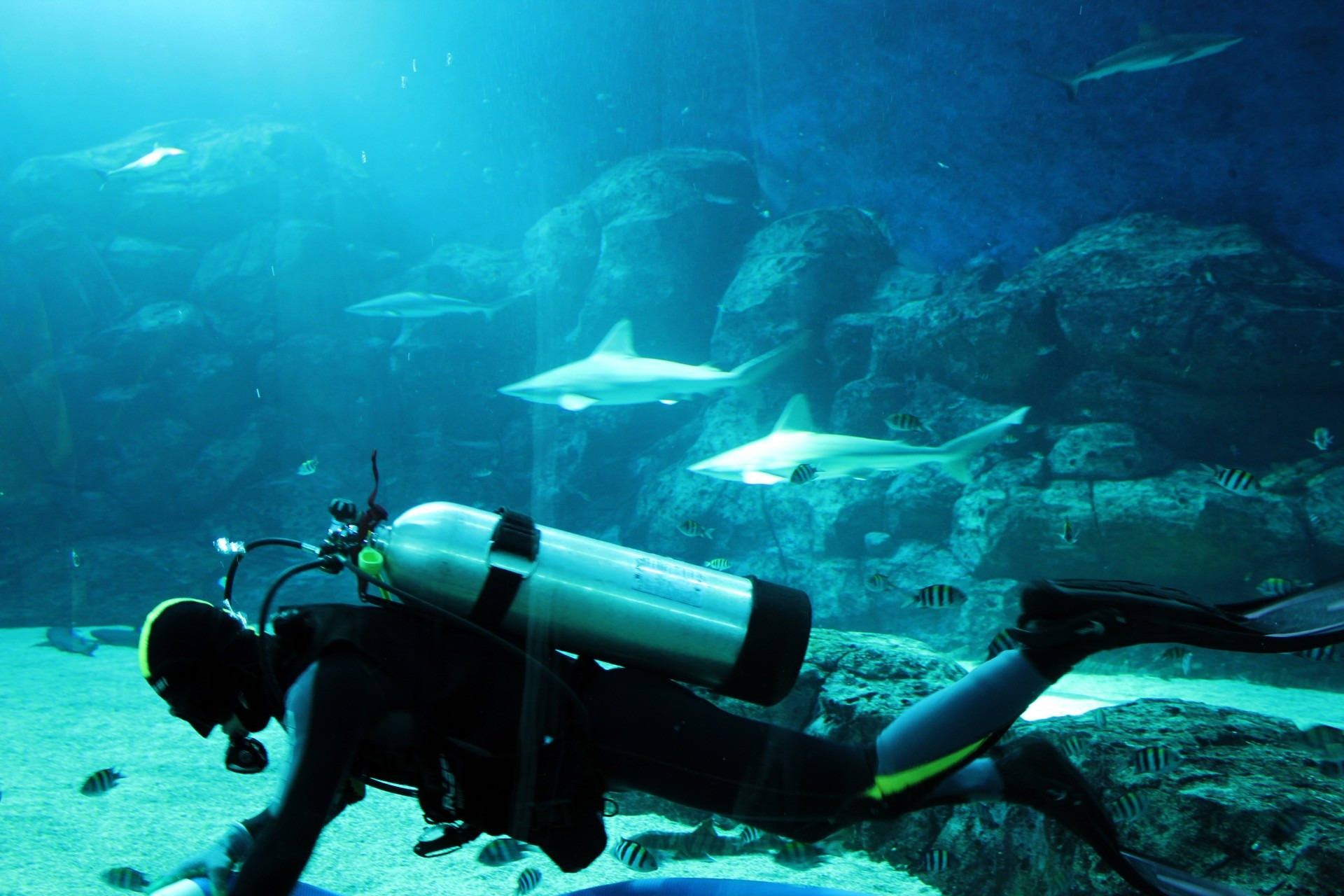 Scuba Diving Inside Sharks Aquarium Background