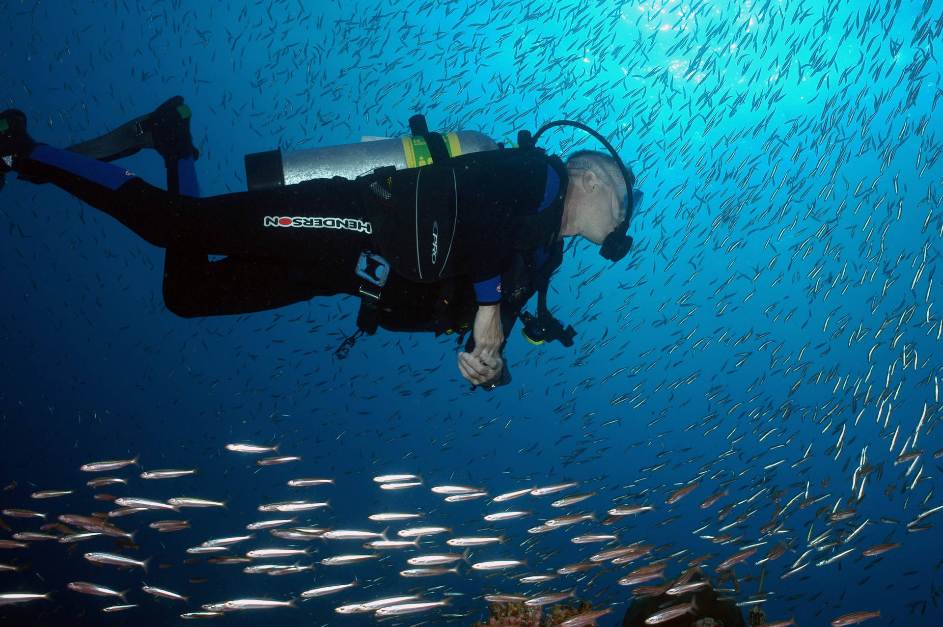 Scuba Diving Into School Of Barracuda