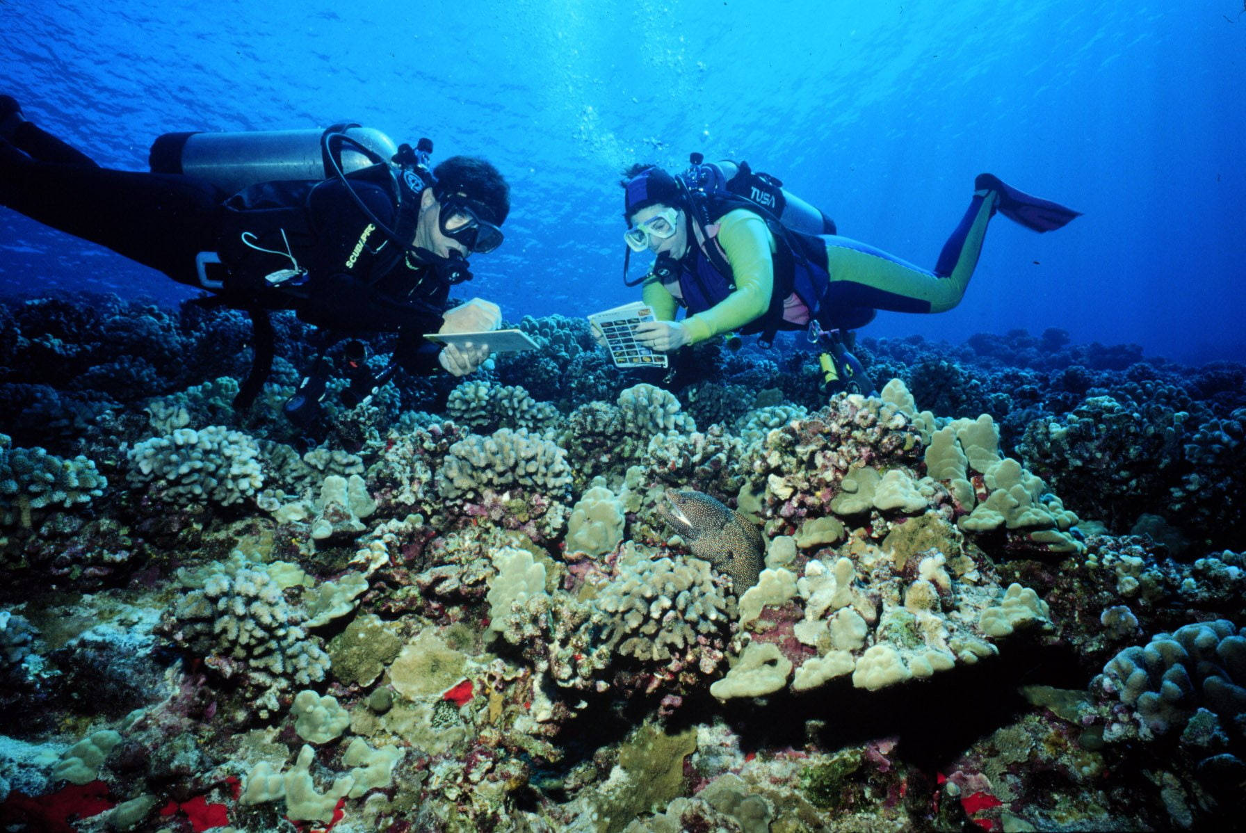 Scuba Diving Marine Researchers Background
