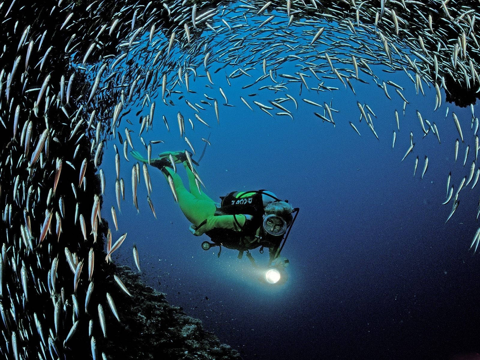 Scuba Diving Sardine Fish Background