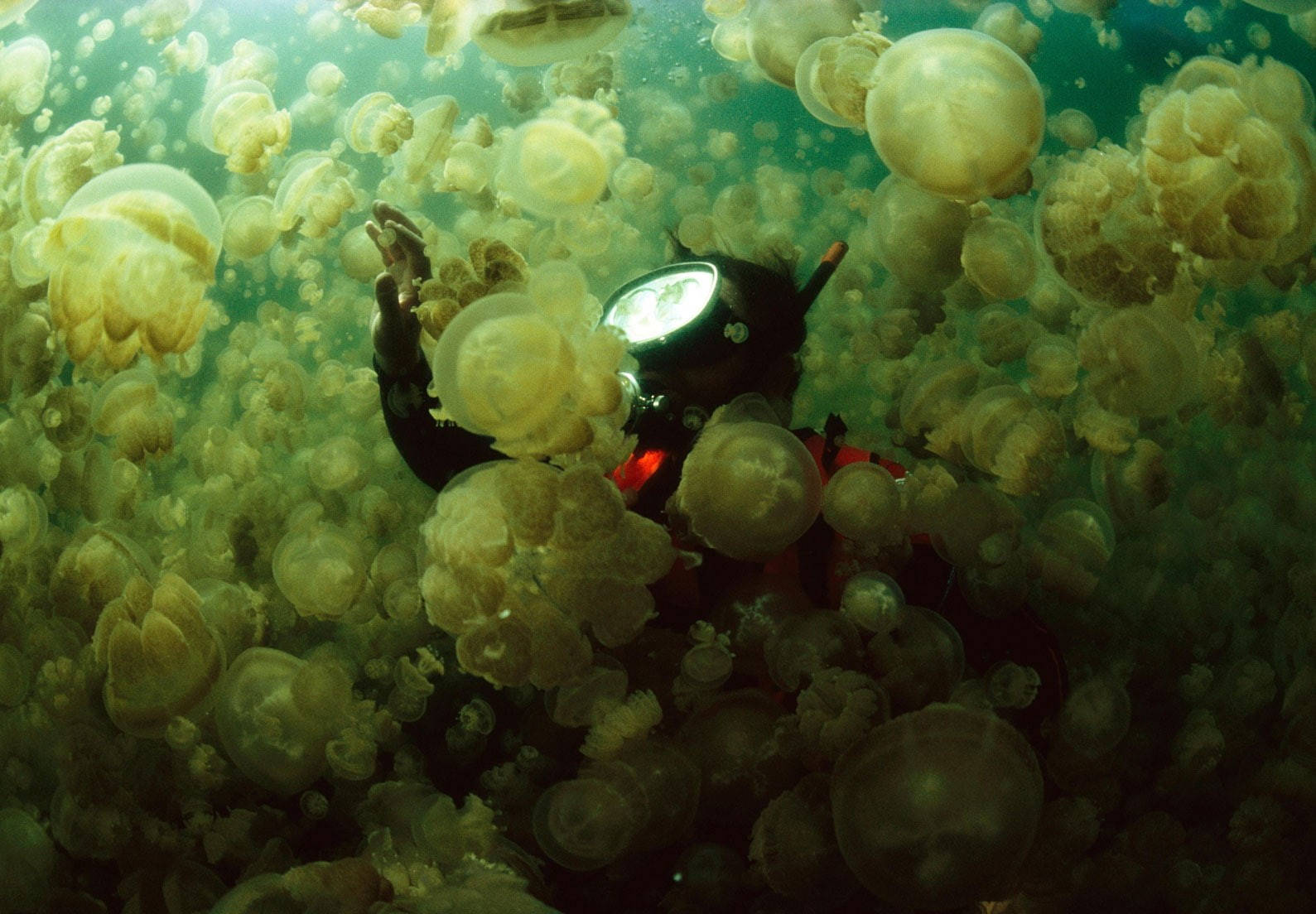 Scuba Diving Surrounded By Jellyfish Background