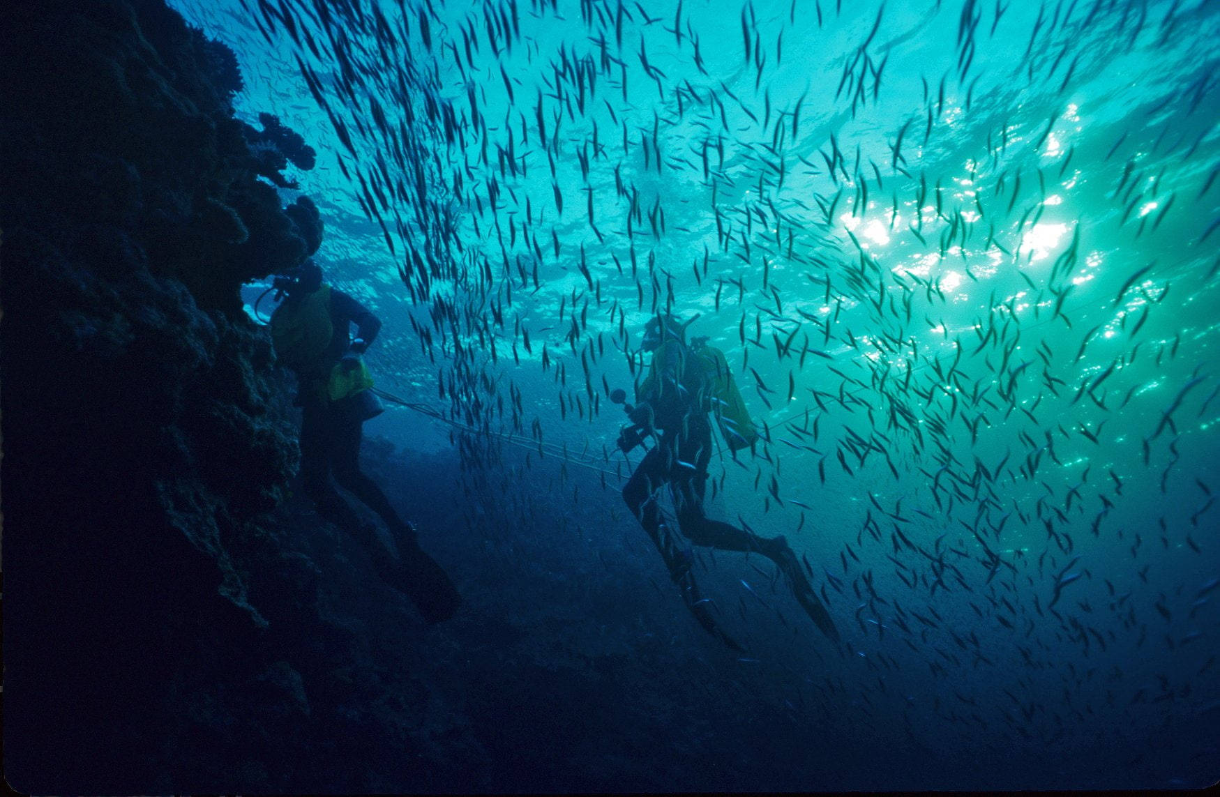 Scuba Diving Swimming Amongst Fish Background