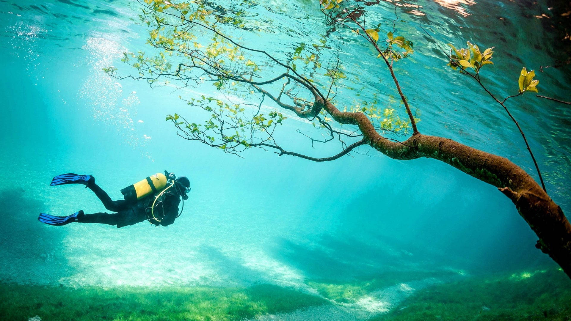 Scuba Diving Underwater Tree Background
