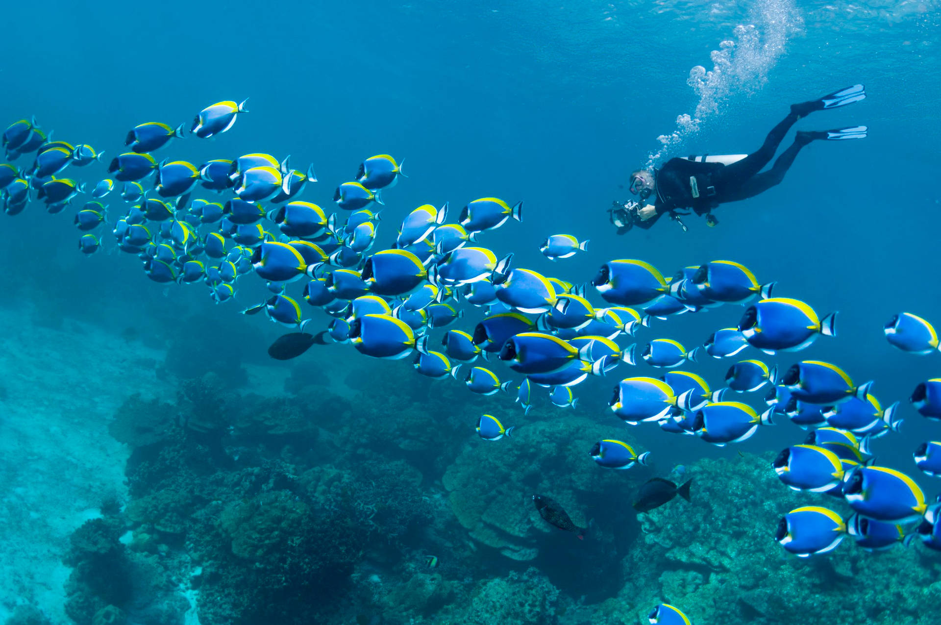 Scuba Diving With A School Of Blue Fish