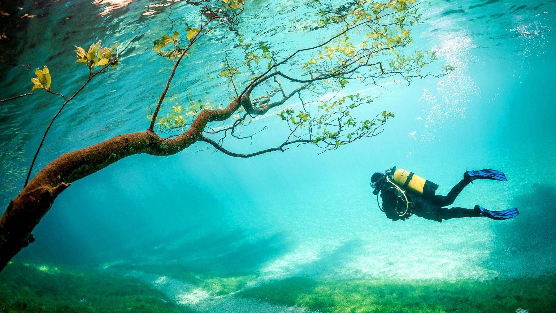 Scuba Diving With An Underwater Tree Background