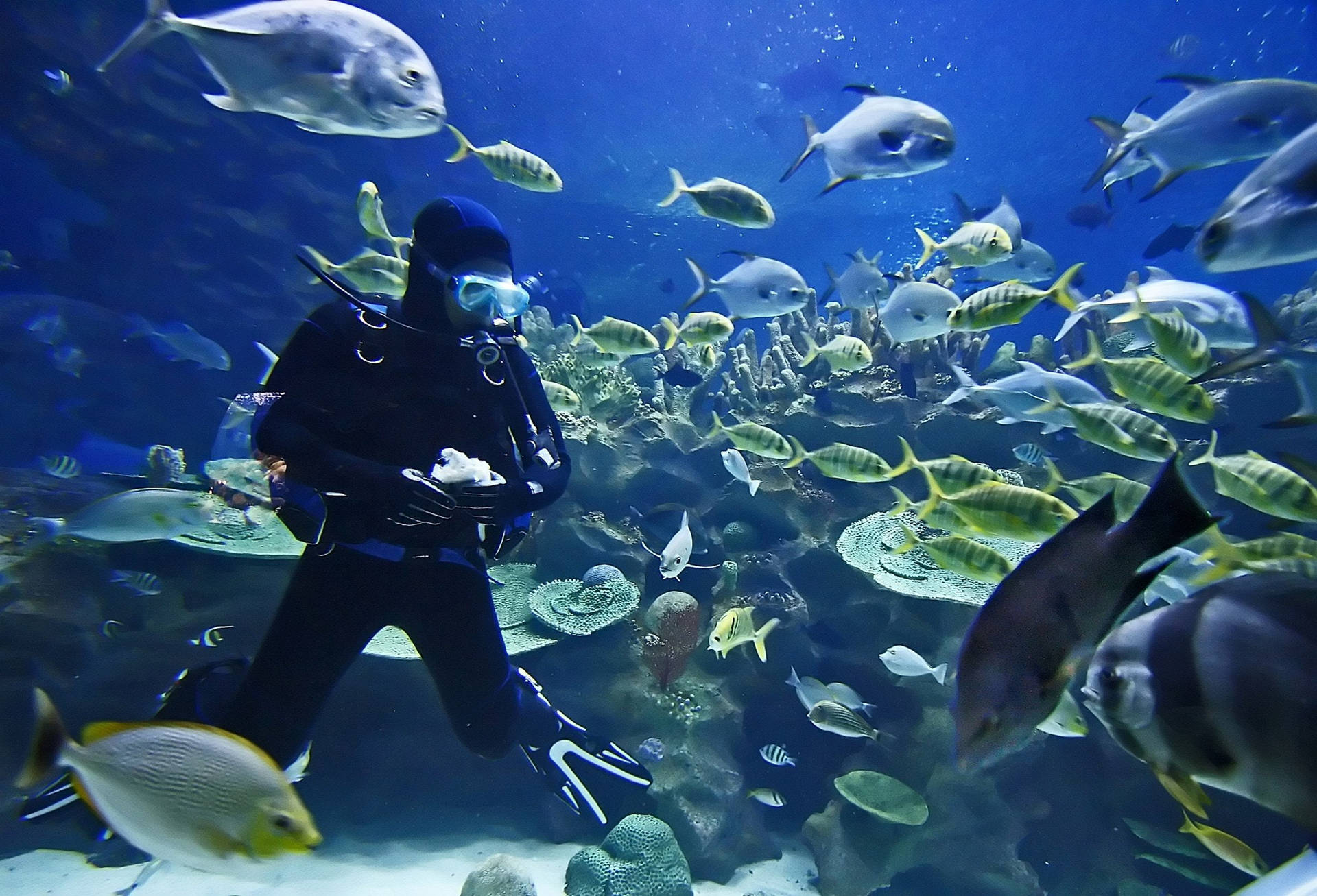 Scuba Diving With Colorful Fish