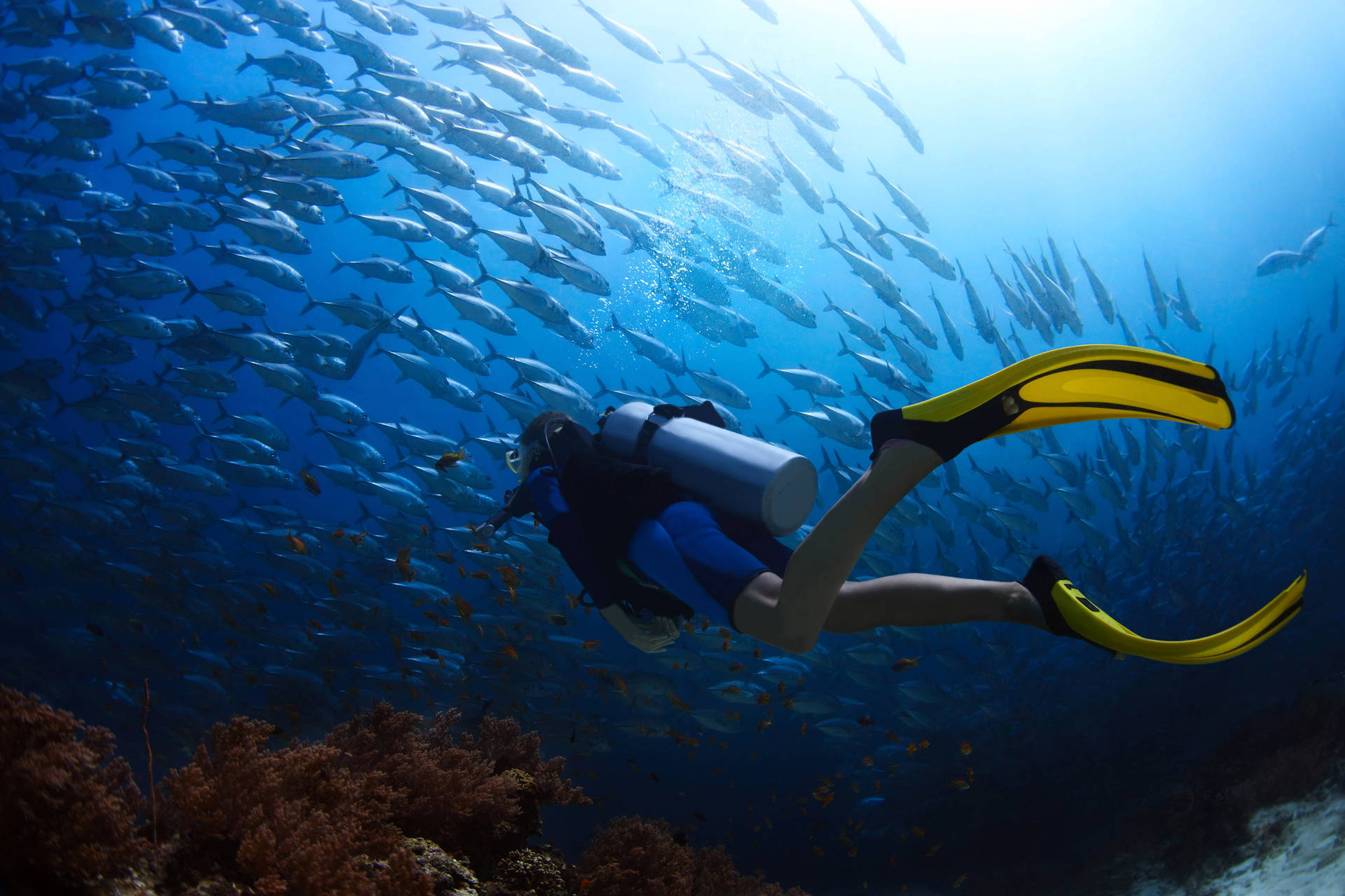 Scuba Diving With Fishes Background