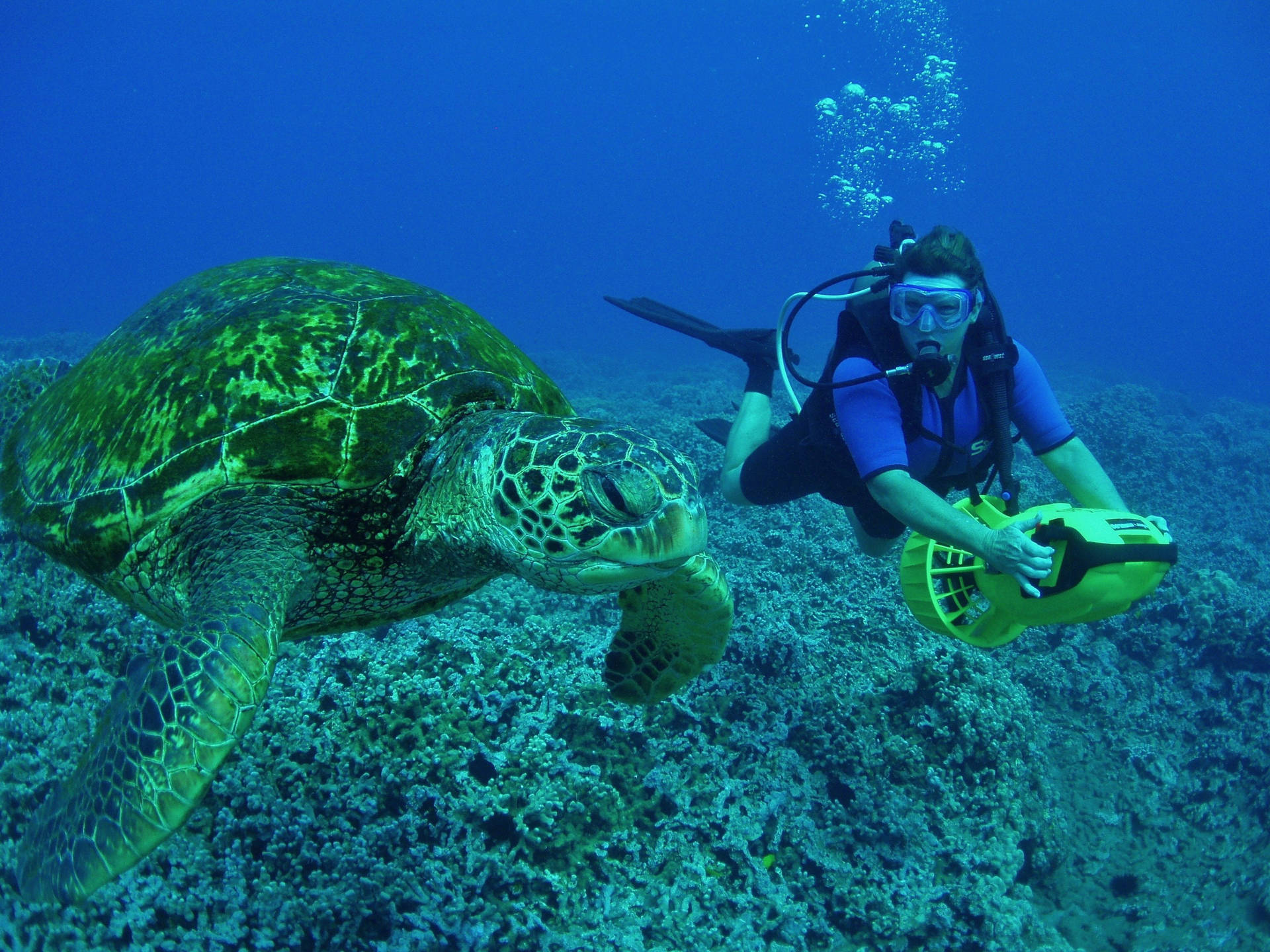 Scuba Diving With Giant Sea Turtle Background