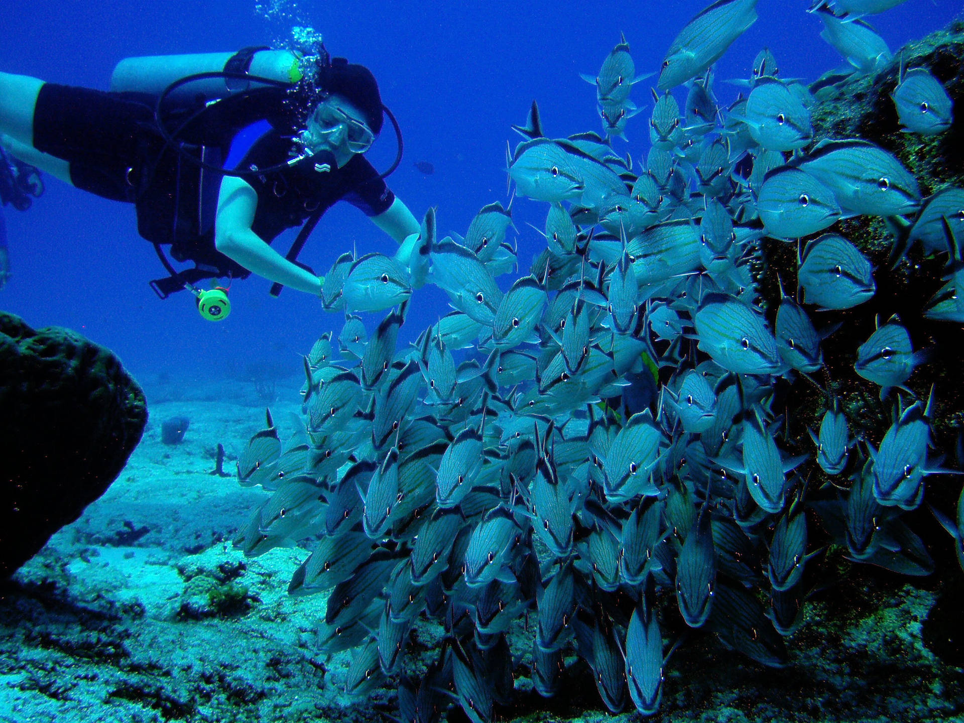 Scuba Diving With Gray Fish Background