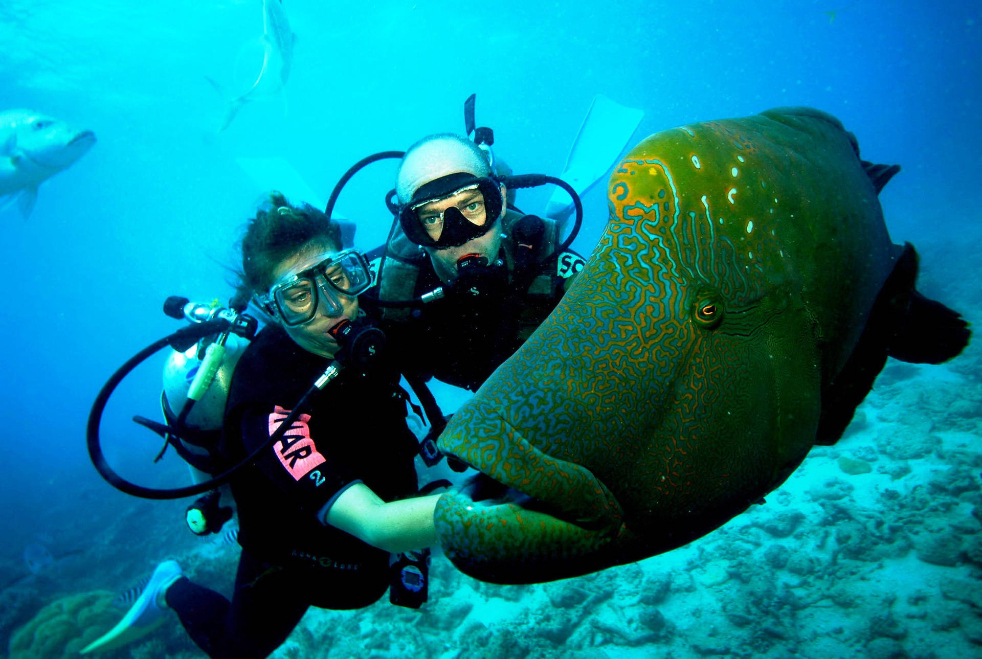 Scuba Diving With Humphead Wrasse