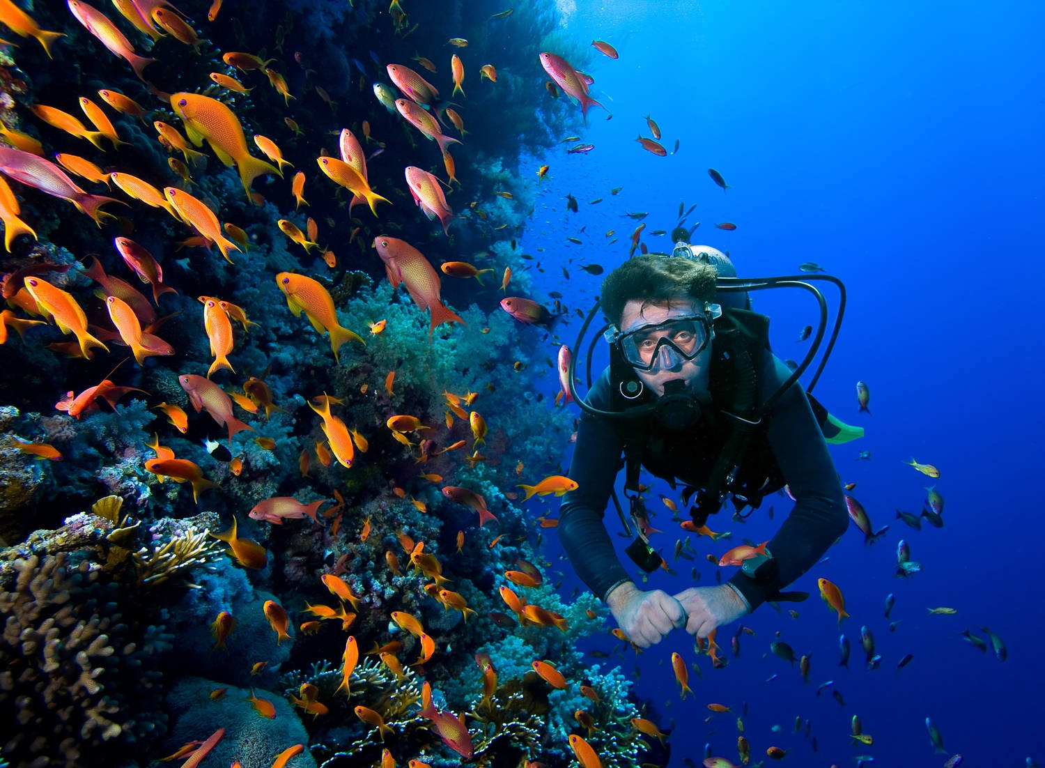 Scuba Diving With Orange Fishes Background