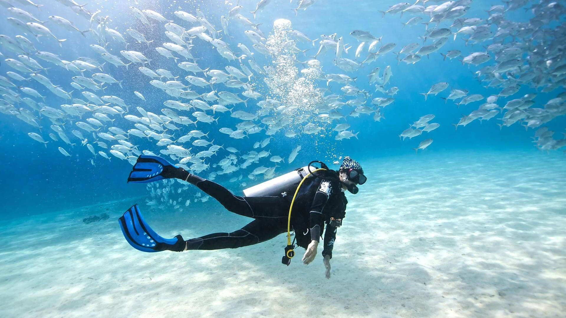 Scuba Diving With School Of Fish