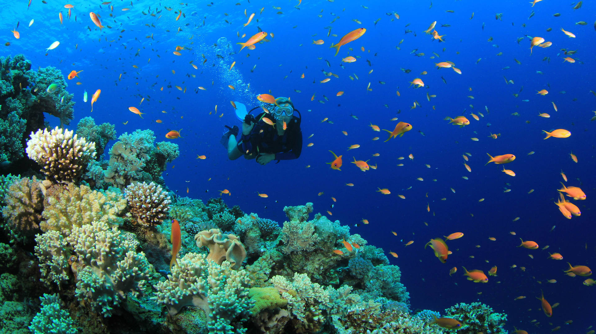 Scuba Diving With Small Orange Fish Background