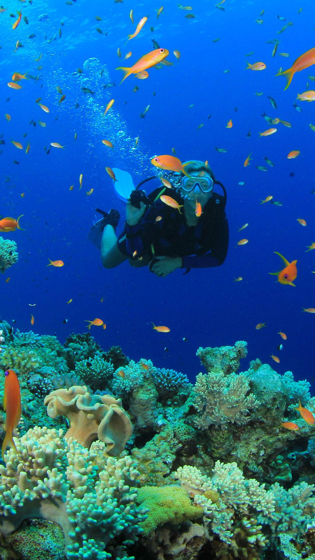 Scuba Diving With Small Orange Fishes Background