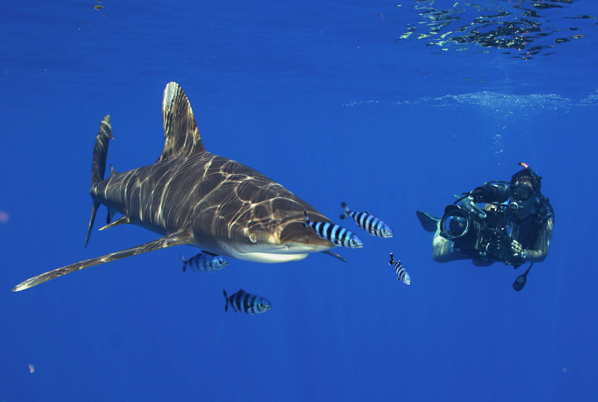 Scuba Diving With White Tip Shark Background