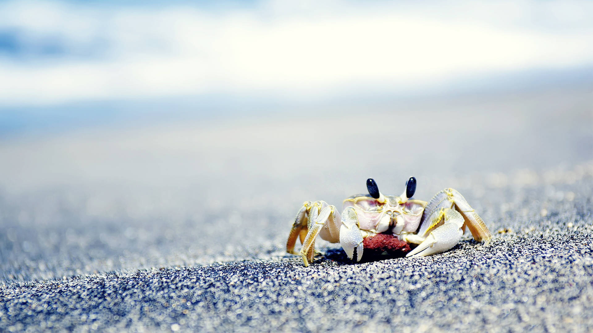 Sea Crab Background