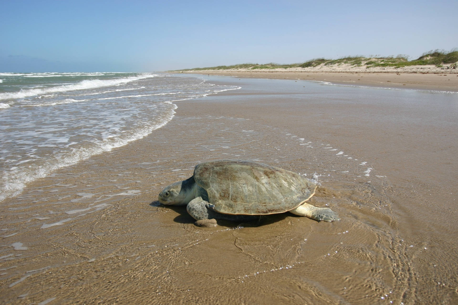 Sea Hd Turtle Background