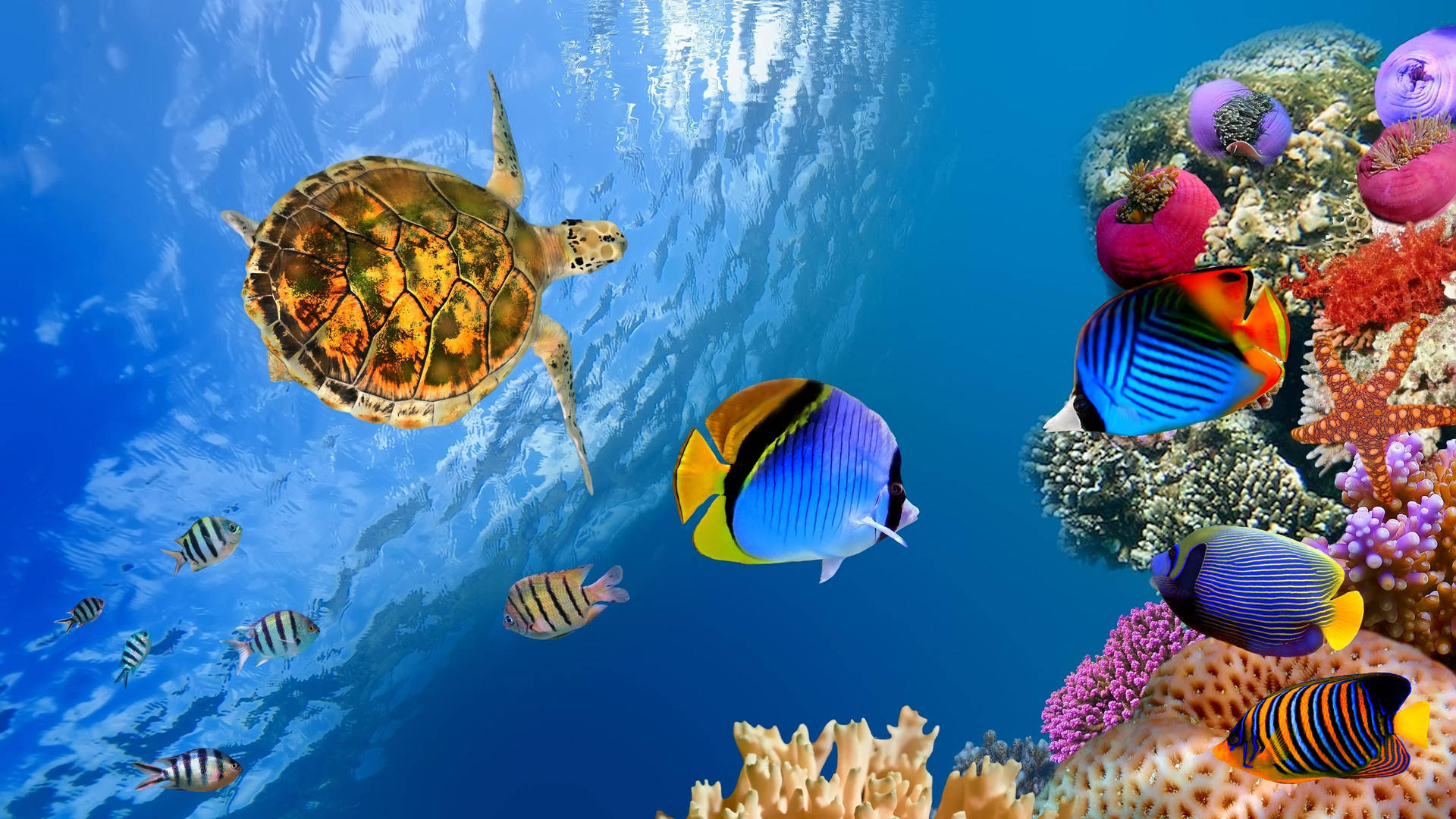 Sea Hd Underwater Animals Background