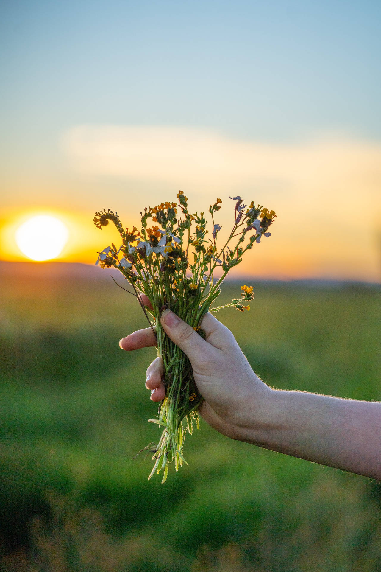 Sea Lavenders Flower Bouquet At Sunrise