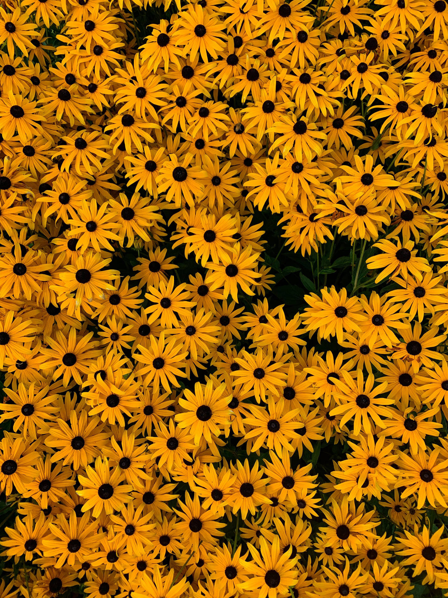 Sea Of Flowers Yellow Hd Iphone Background